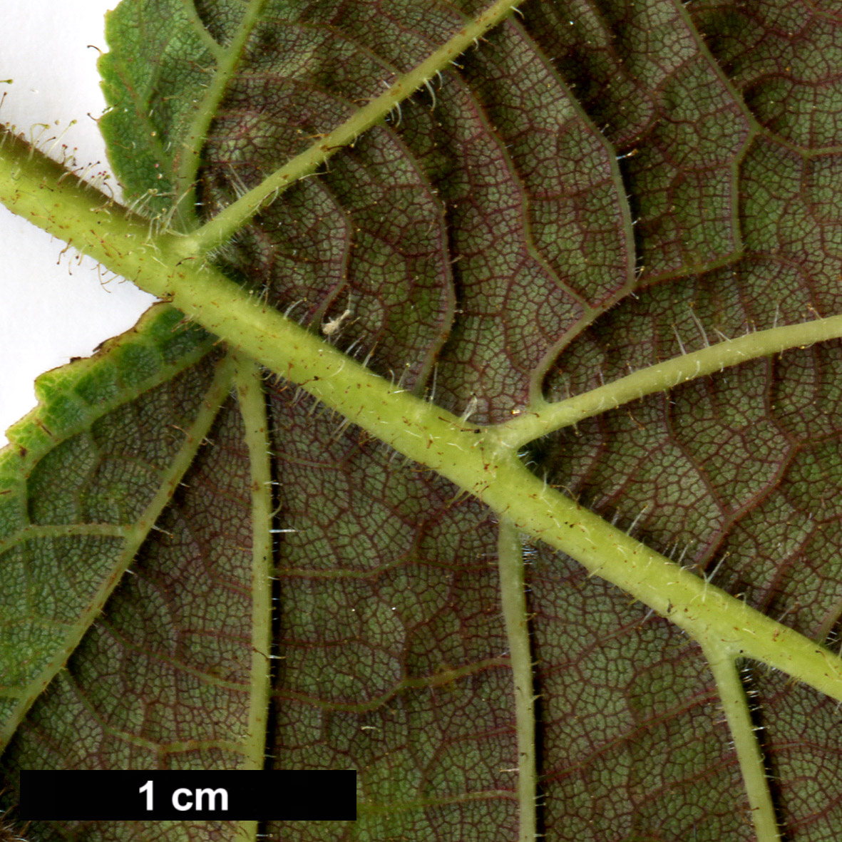 High resolution image: Family: Betulaceae - Genus: Corylus - Taxon: chinensis