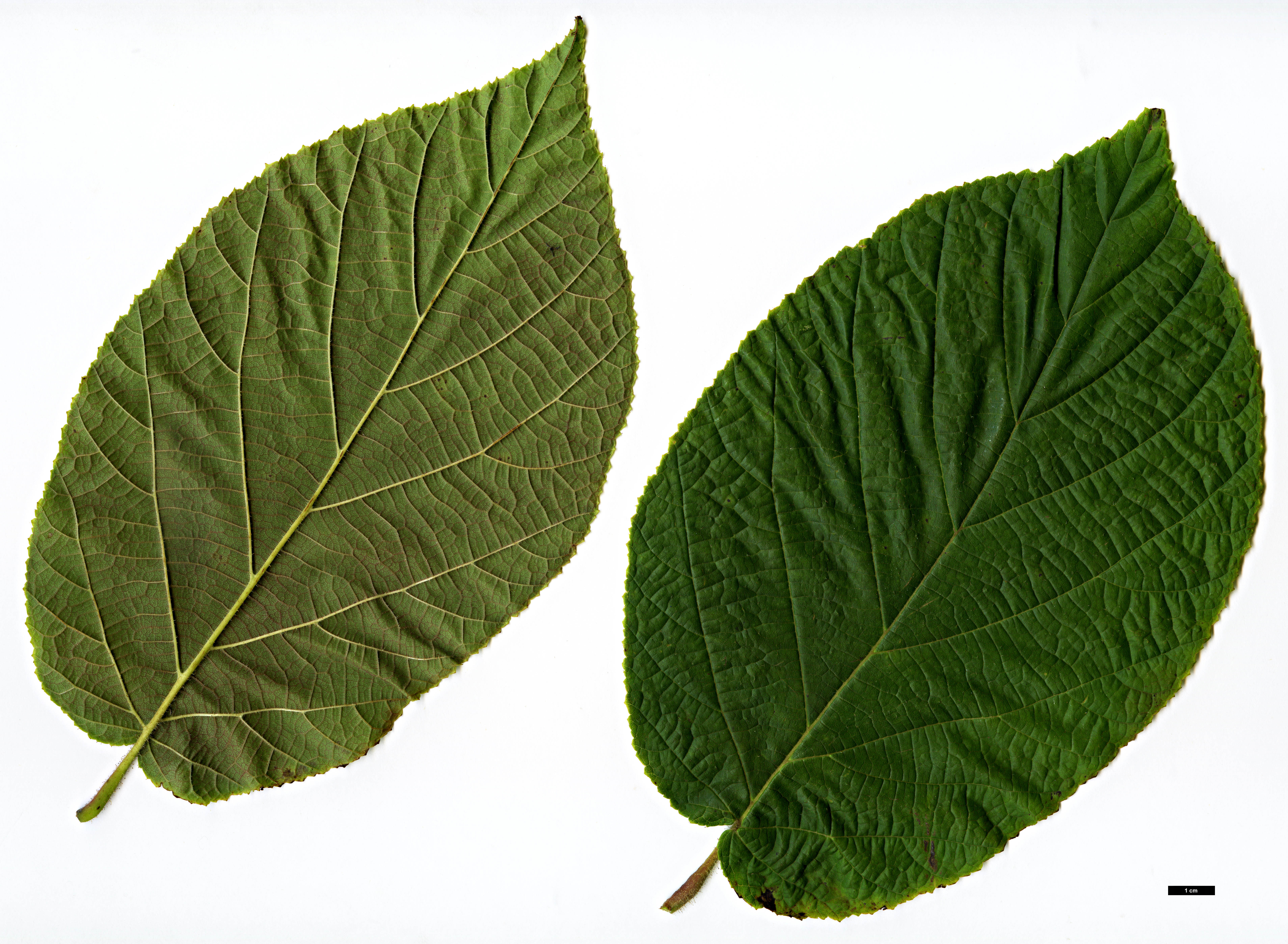 High resolution image: Family: Betulaceae - Genus: Corylus - Taxon: chinensis