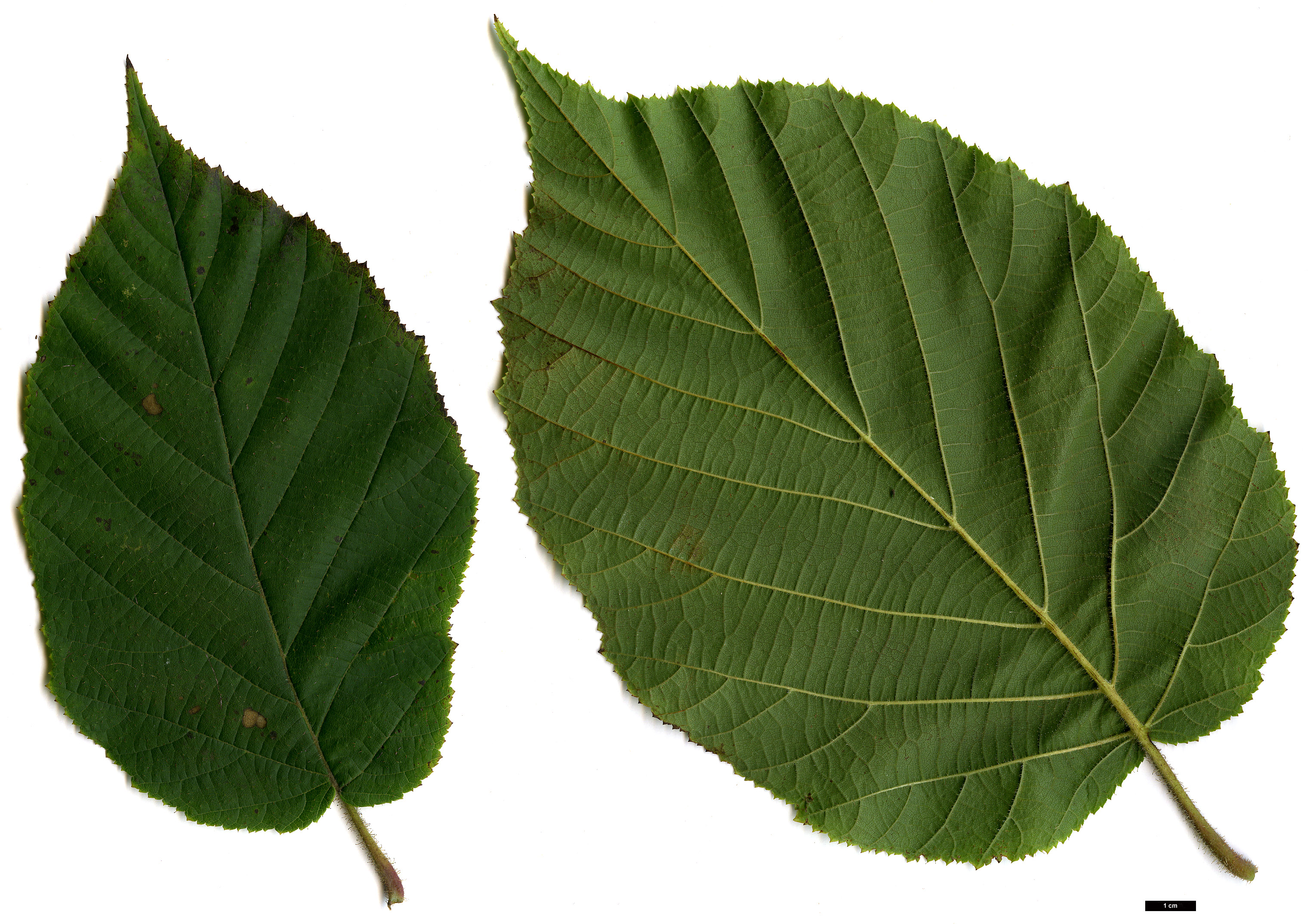 High resolution image: Family: Betulaceae - Genus: Corylus - Taxon: chinensis