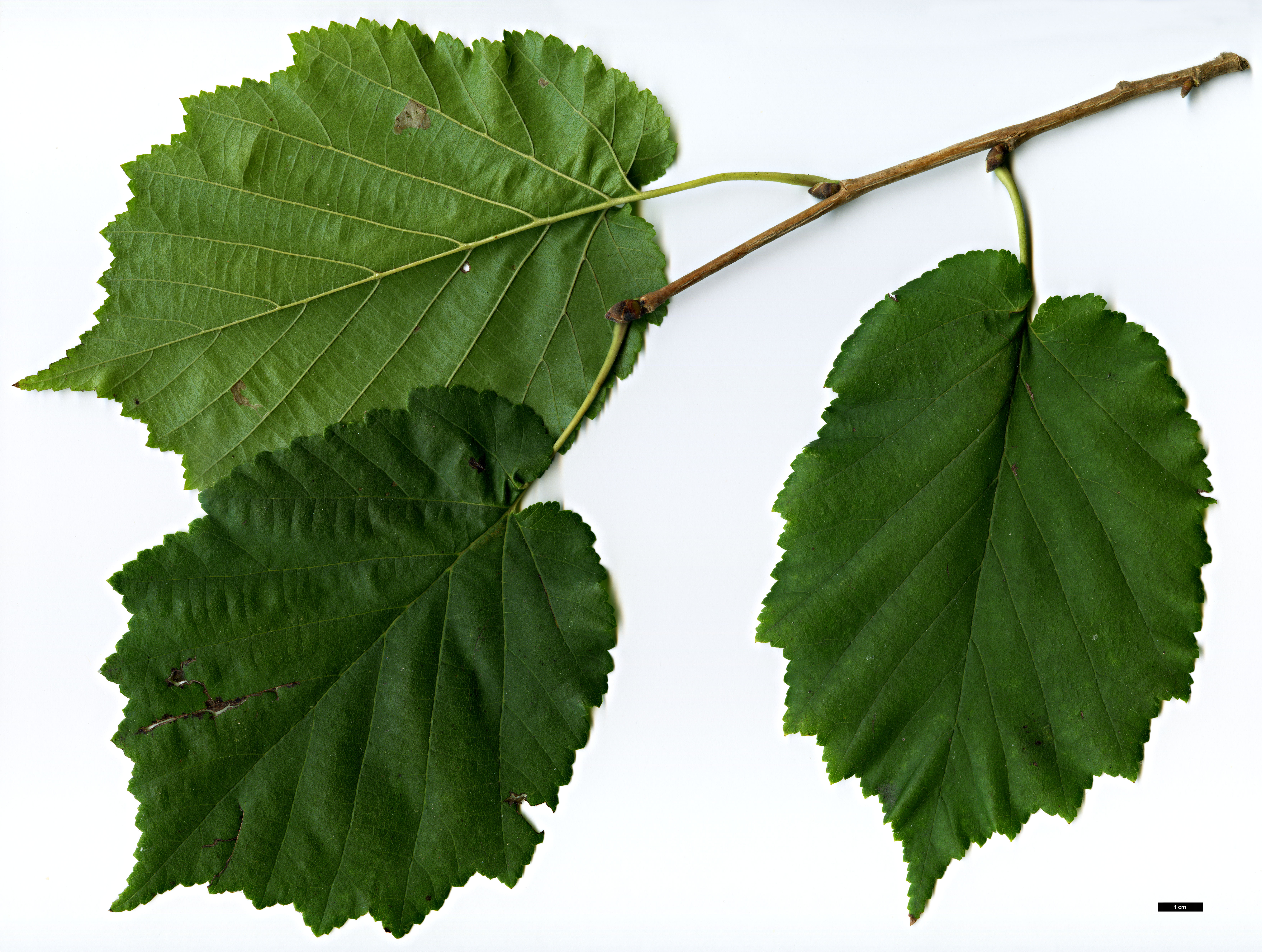 High resolution image: Family: Betulaceae - Genus: Corylus - Taxon: colurna