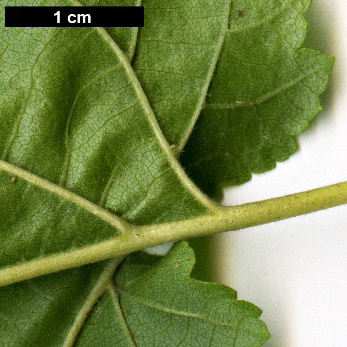 High resolution image: Family: Betulaceae - Genus: Corylus - Taxon: colurna