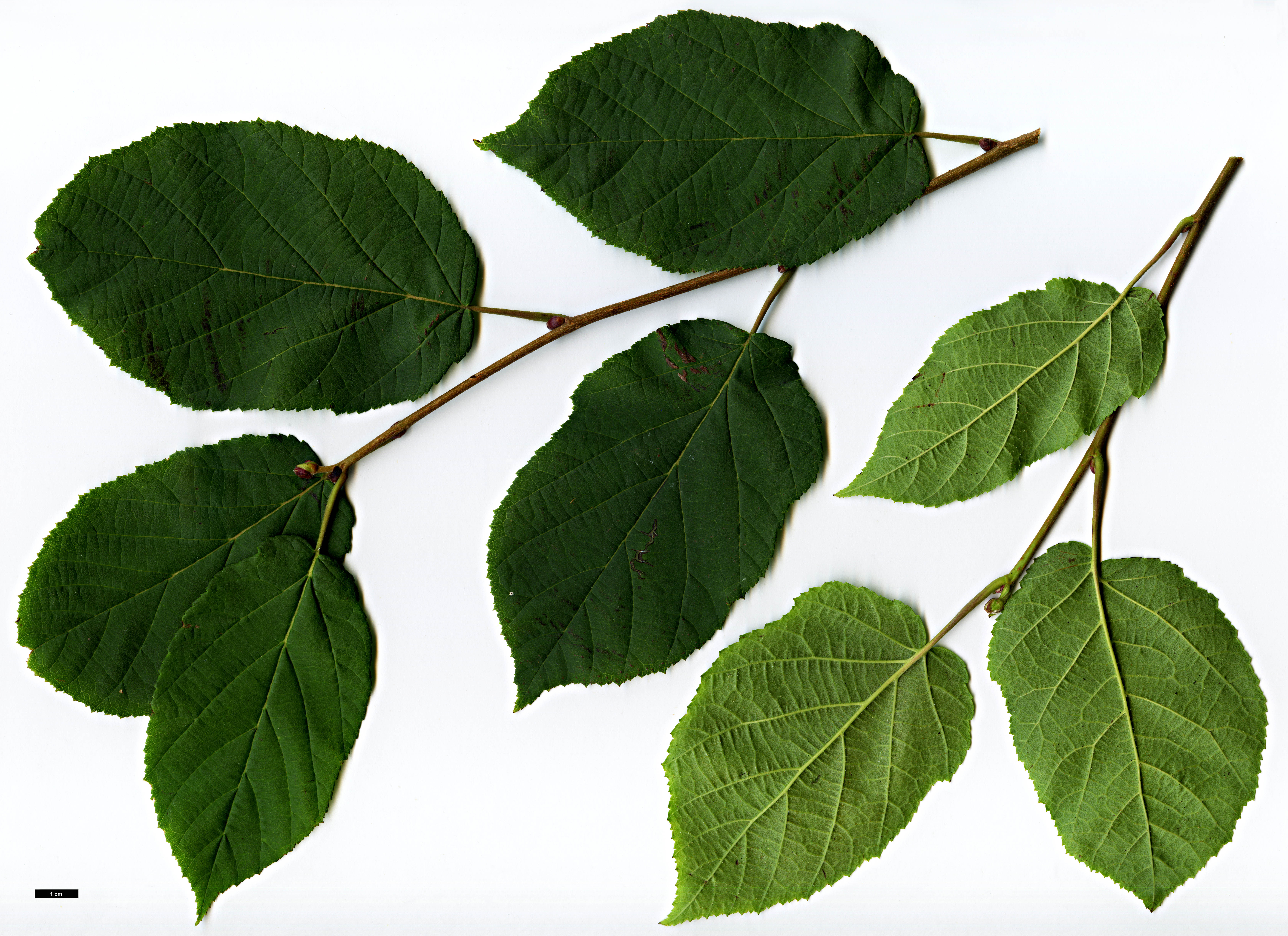 High resolution image: Family: Betulaceae - Genus: Corylus - Taxon: fargesii