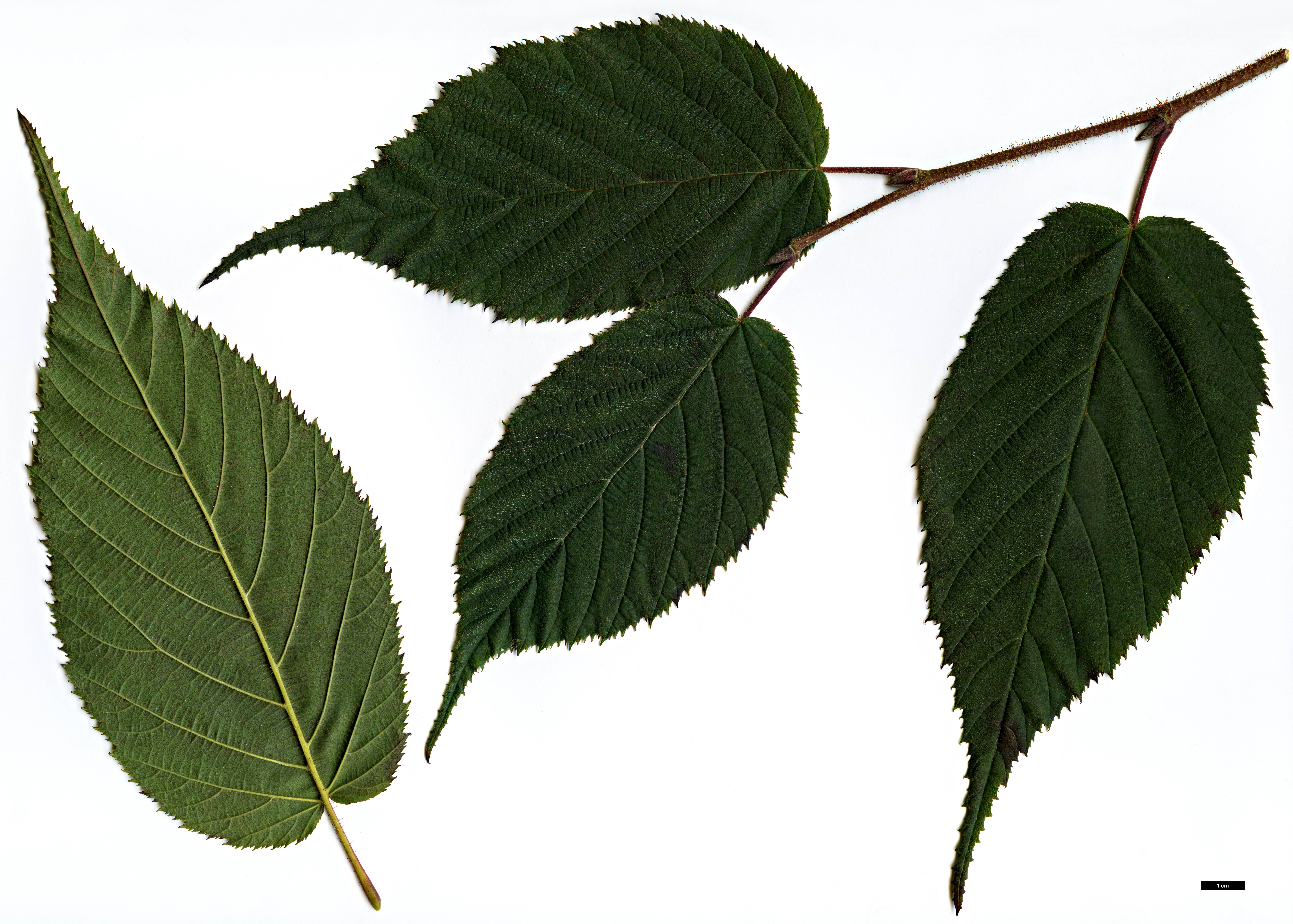 High resolution image: Family: Betulaceae - Genus: Corylus - Taxon: ferox