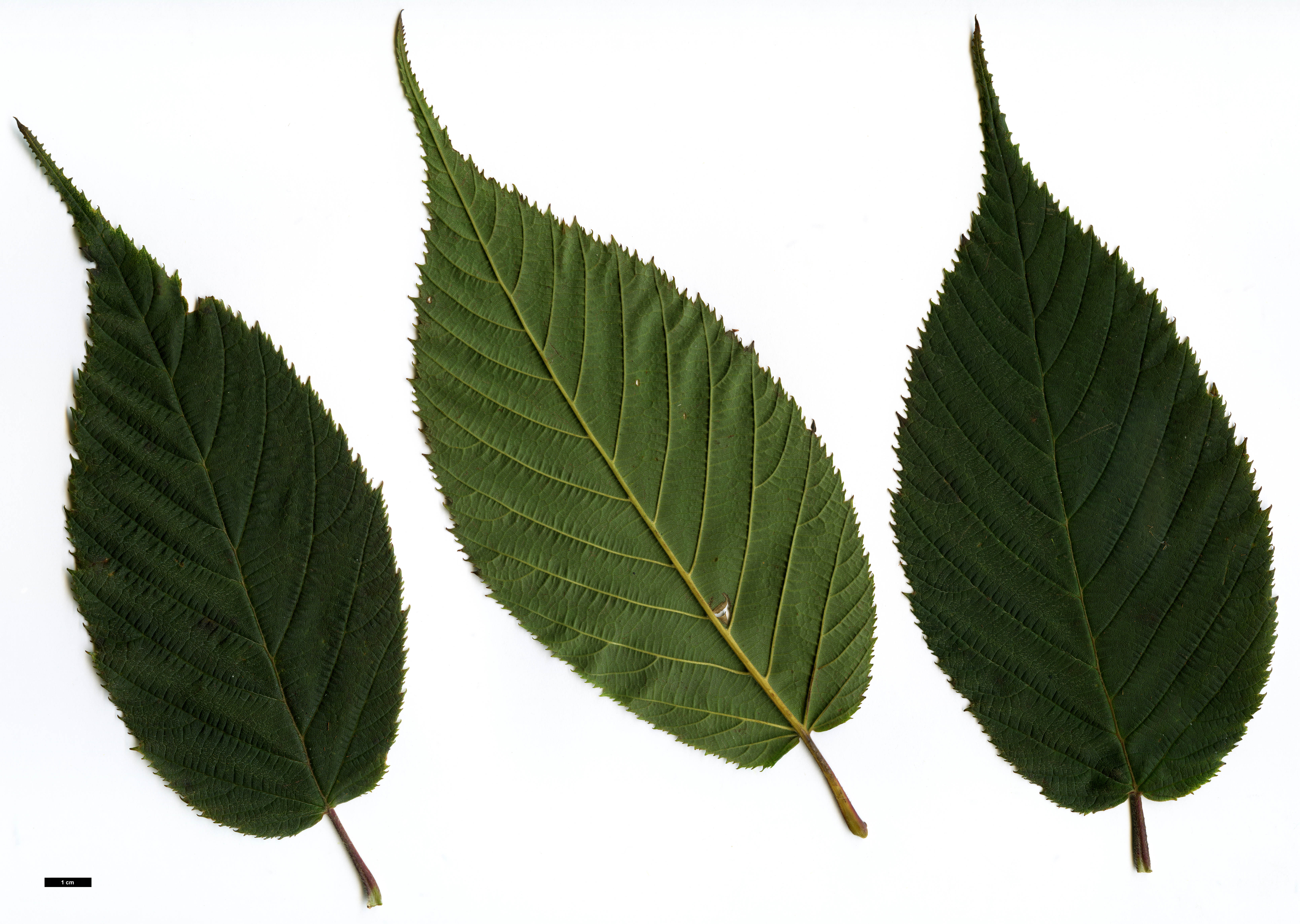 High resolution image: Family: Betulaceae - Genus: Corylus - Taxon: ferox