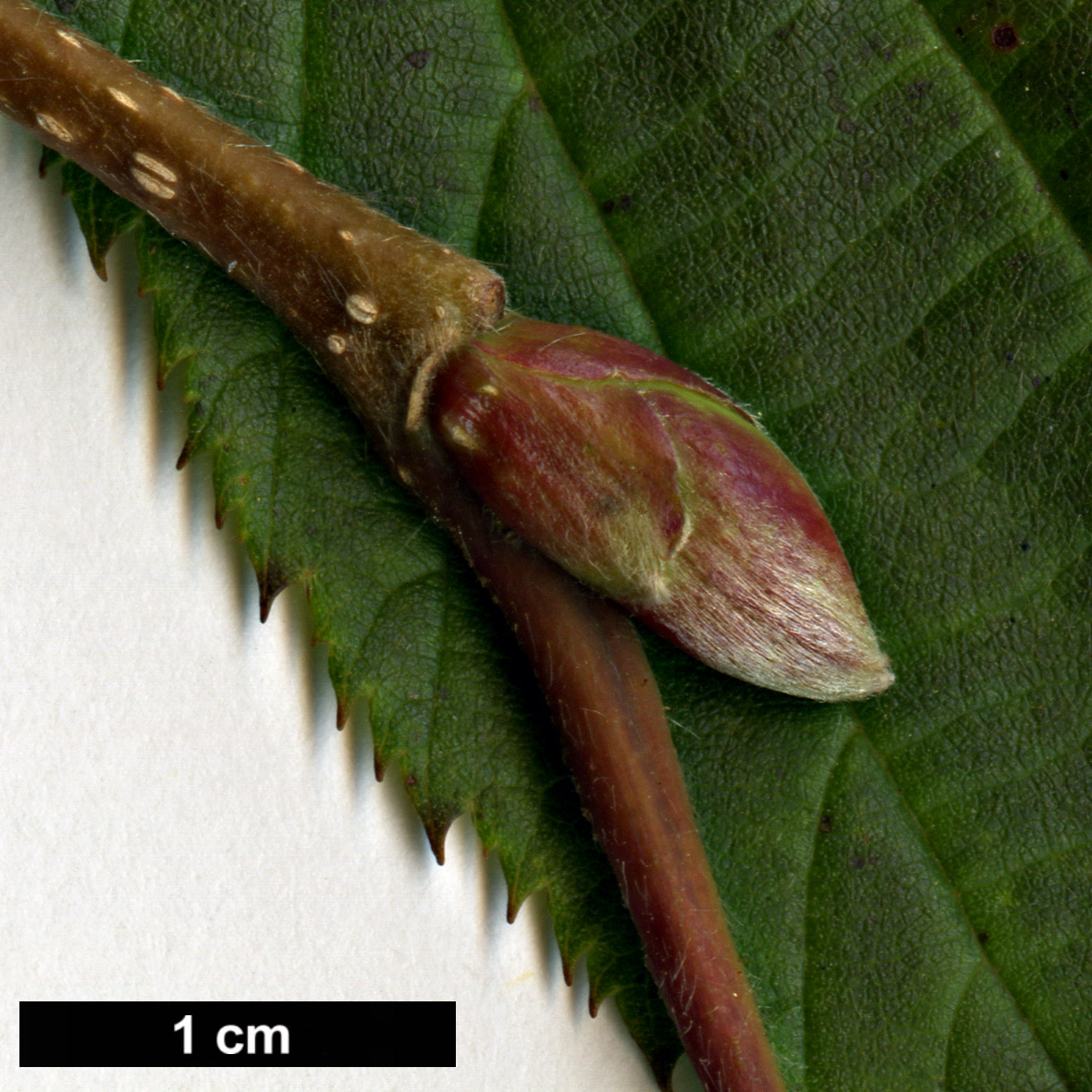 High resolution image: Family: Betulaceae - Genus: Corylus - Taxon: ferox