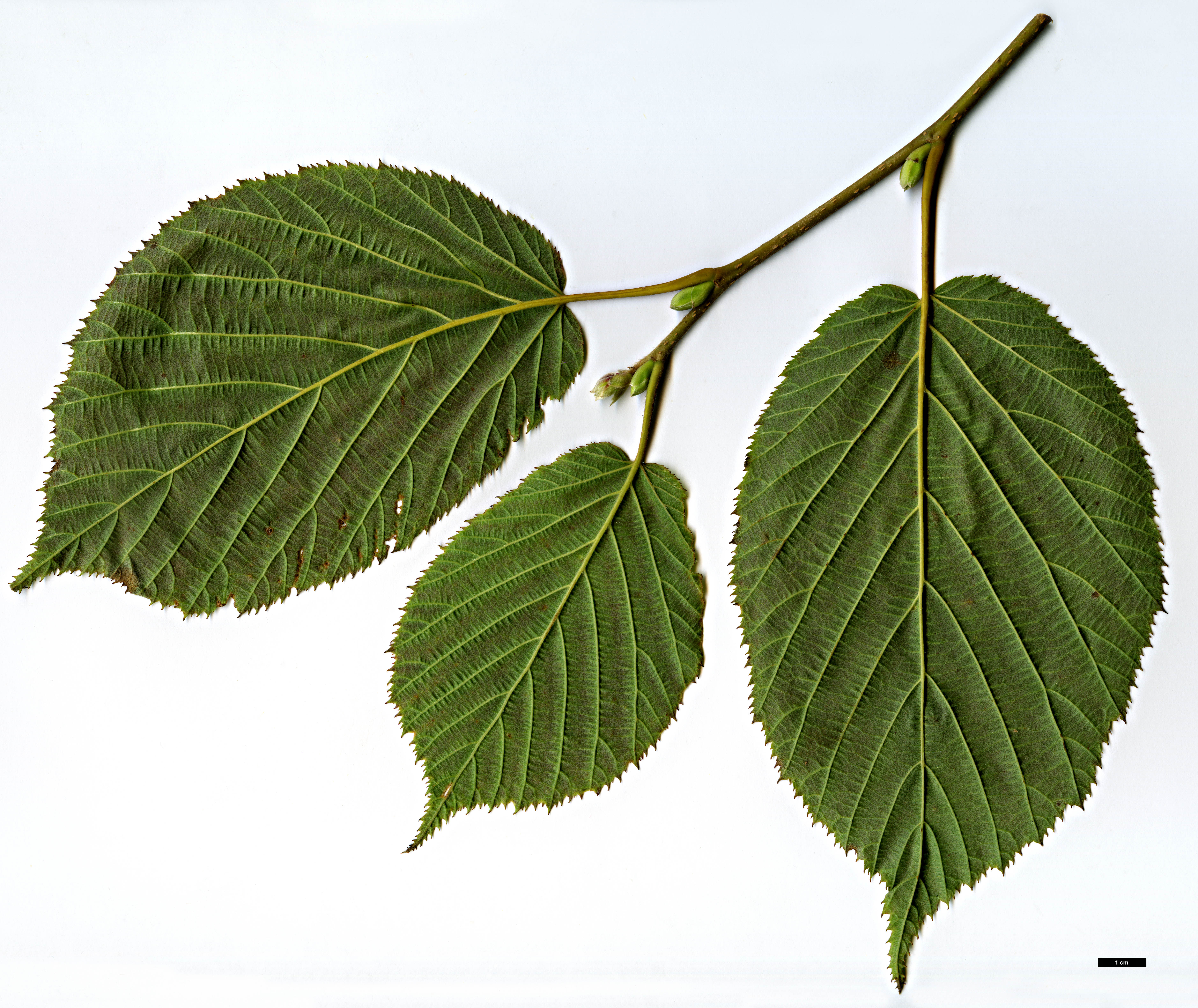 High resolution image: Family: Betulaceae - Genus: Corylus - Taxon: ferox