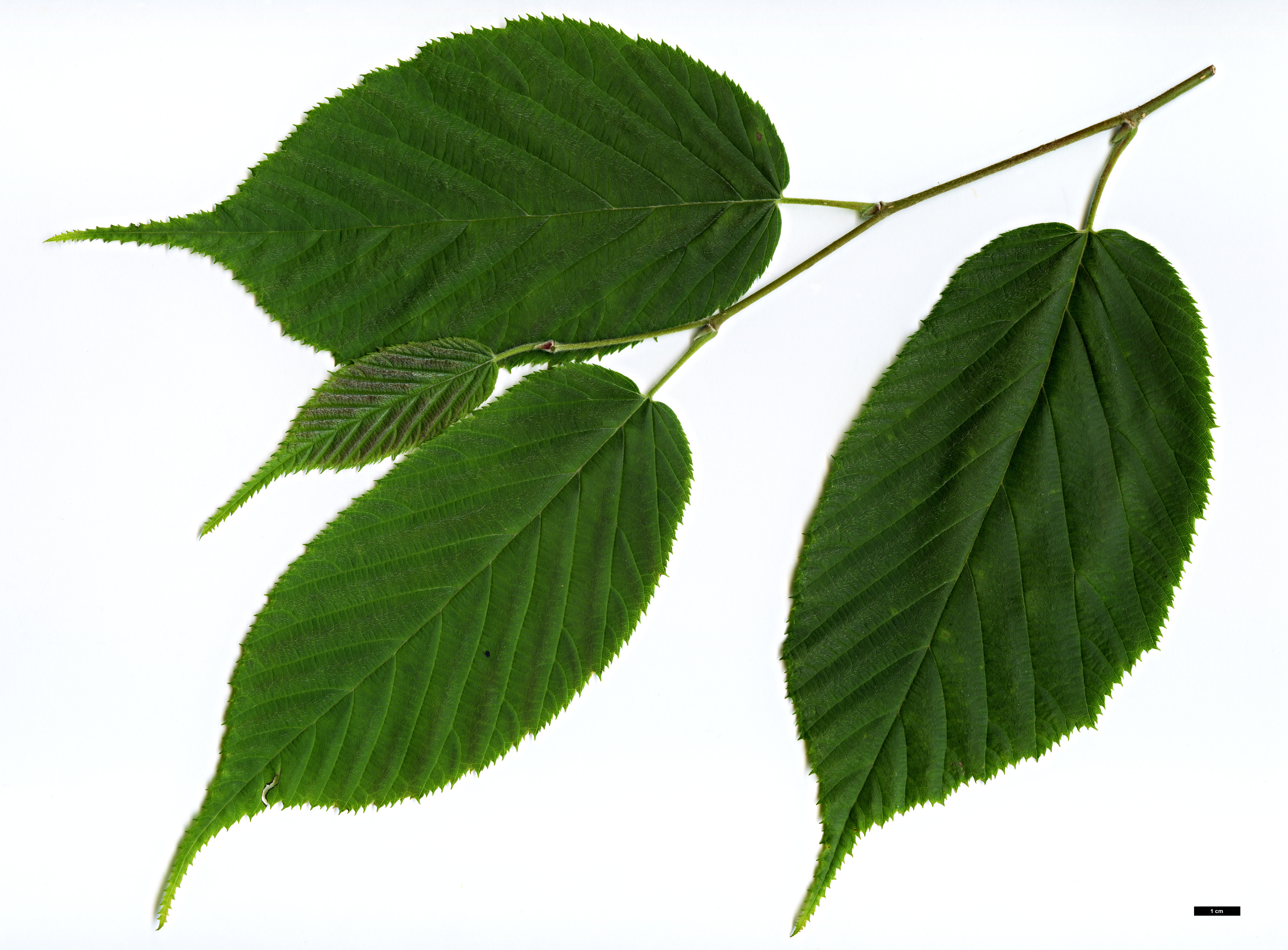 High resolution image: Family: Betulaceae - Genus: Corylus - Taxon: ferox