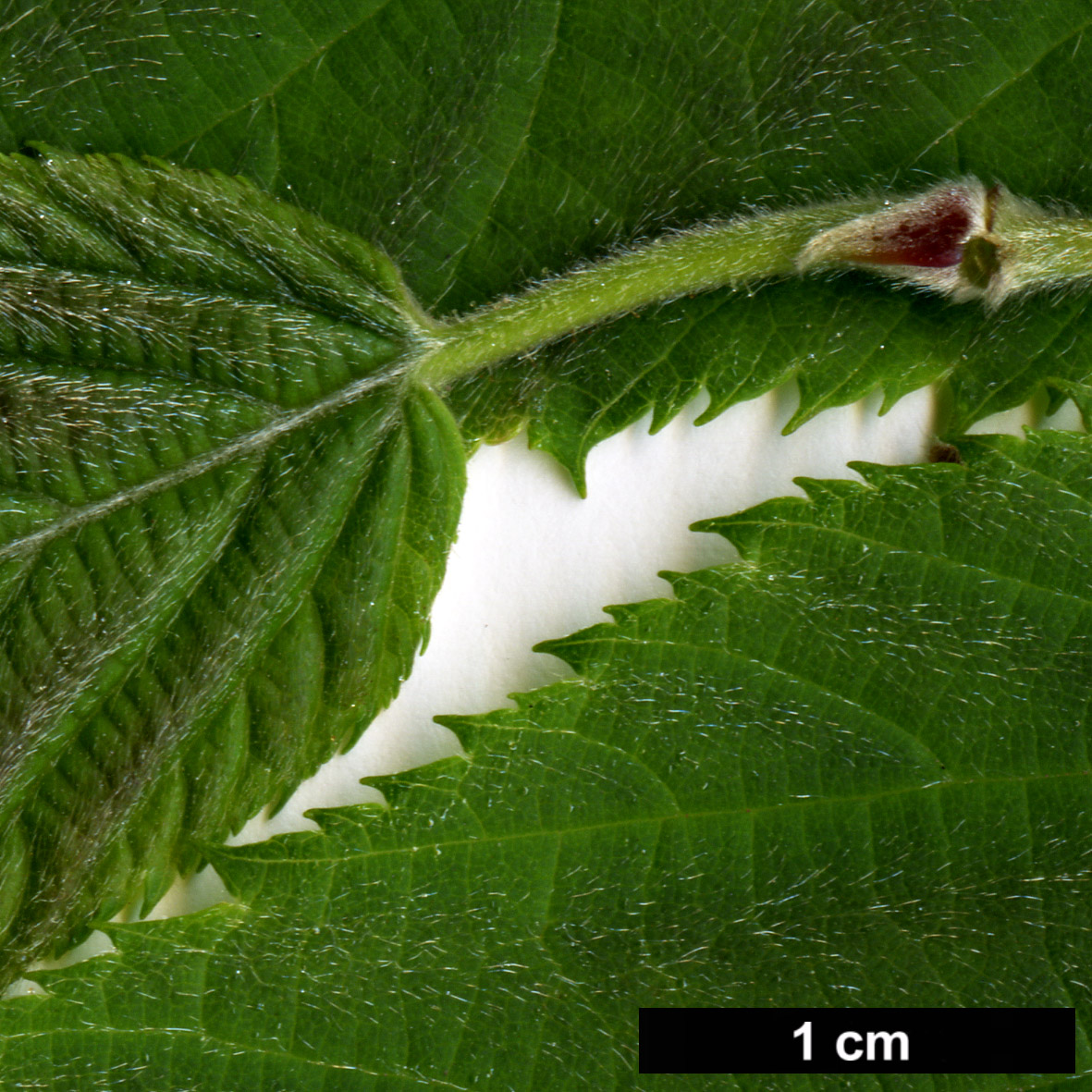 High resolution image: Family: Betulaceae - Genus: Corylus - Taxon: ferox