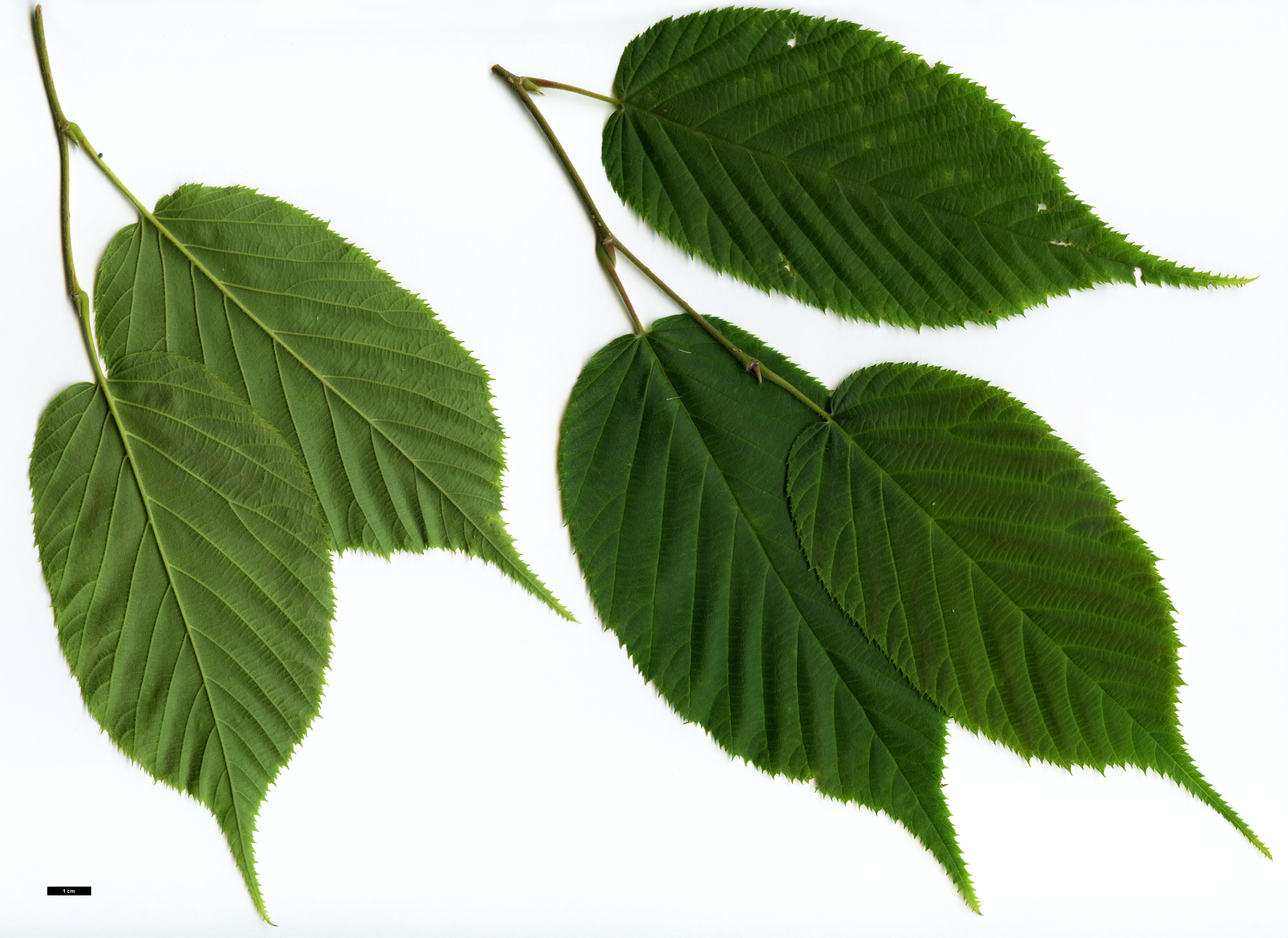 High resolution image: Family: Betulaceae - Genus: Corylus - Taxon: ferox