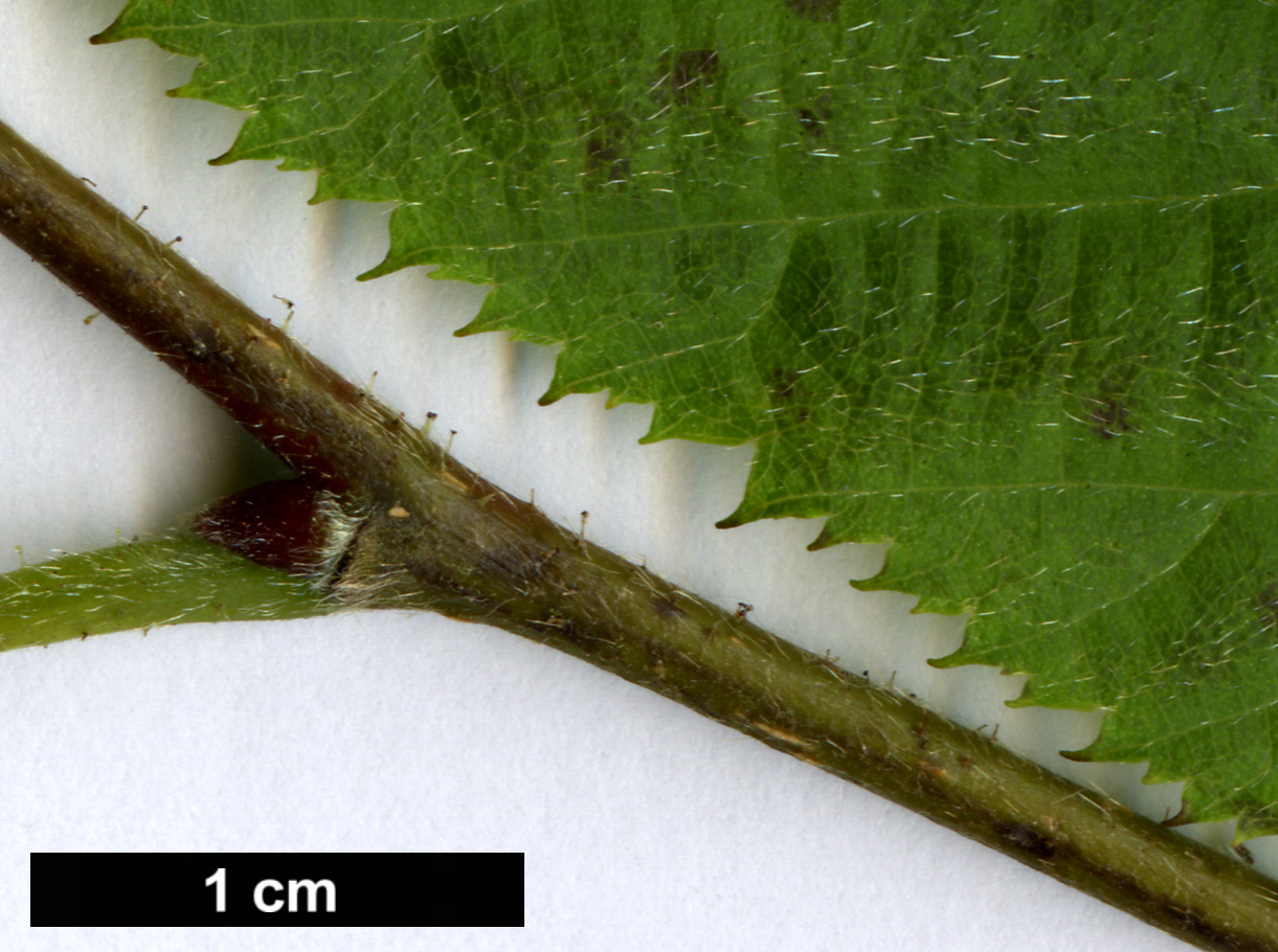 High resolution image: Family: Betulaceae - Genus: Corylus - Taxon: ferox