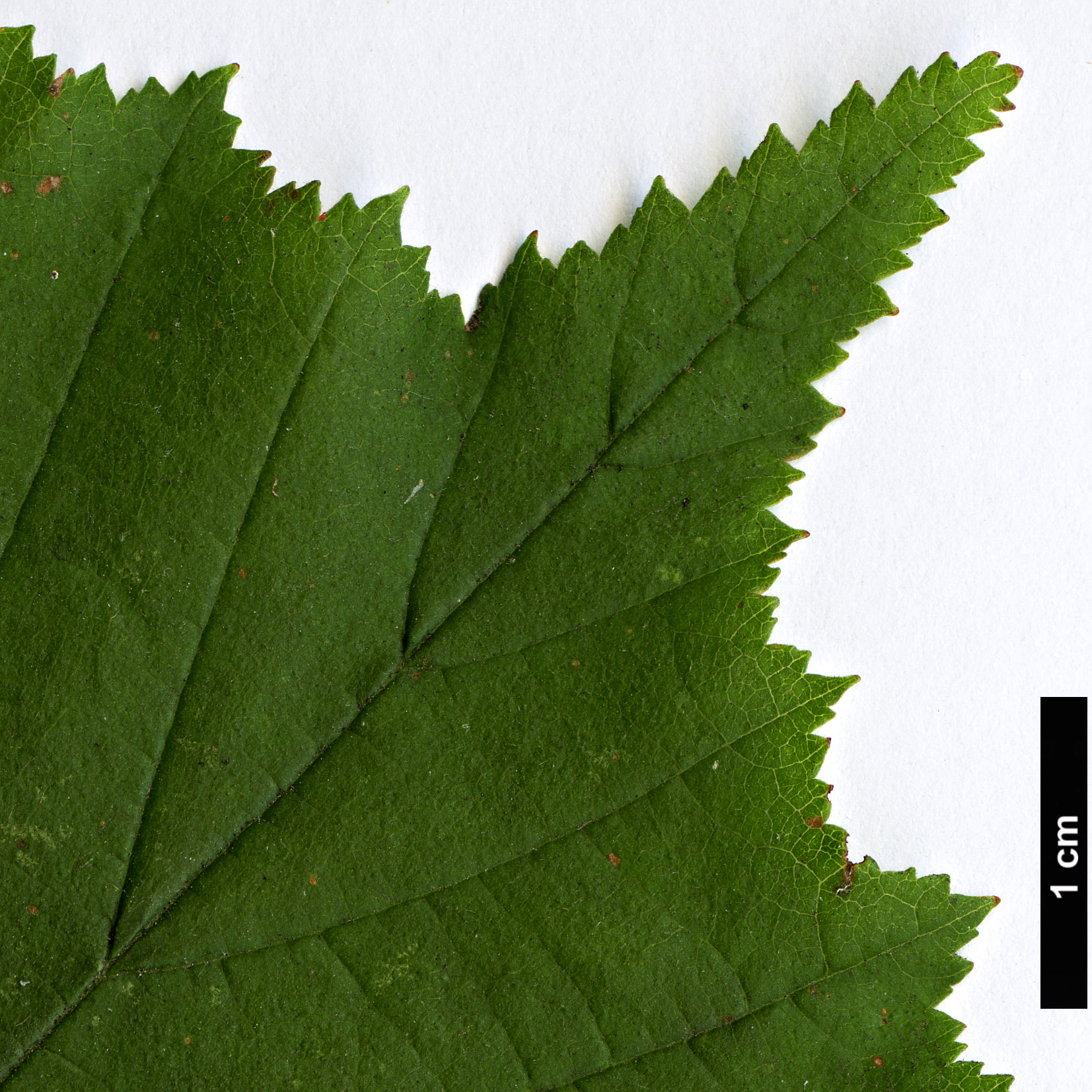 High resolution image: Family: Betulaceae - Genus: Corylus - Taxon: maxima