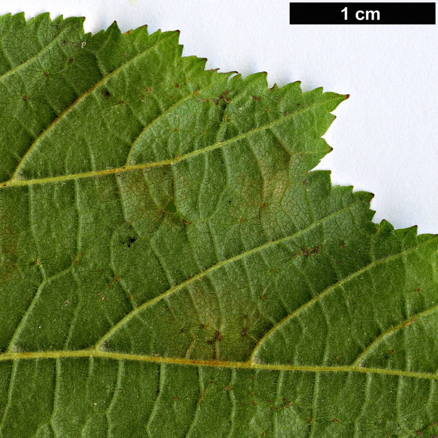 High resolution image: Family: Betulaceae - Genus: Corylus - Taxon: maxima