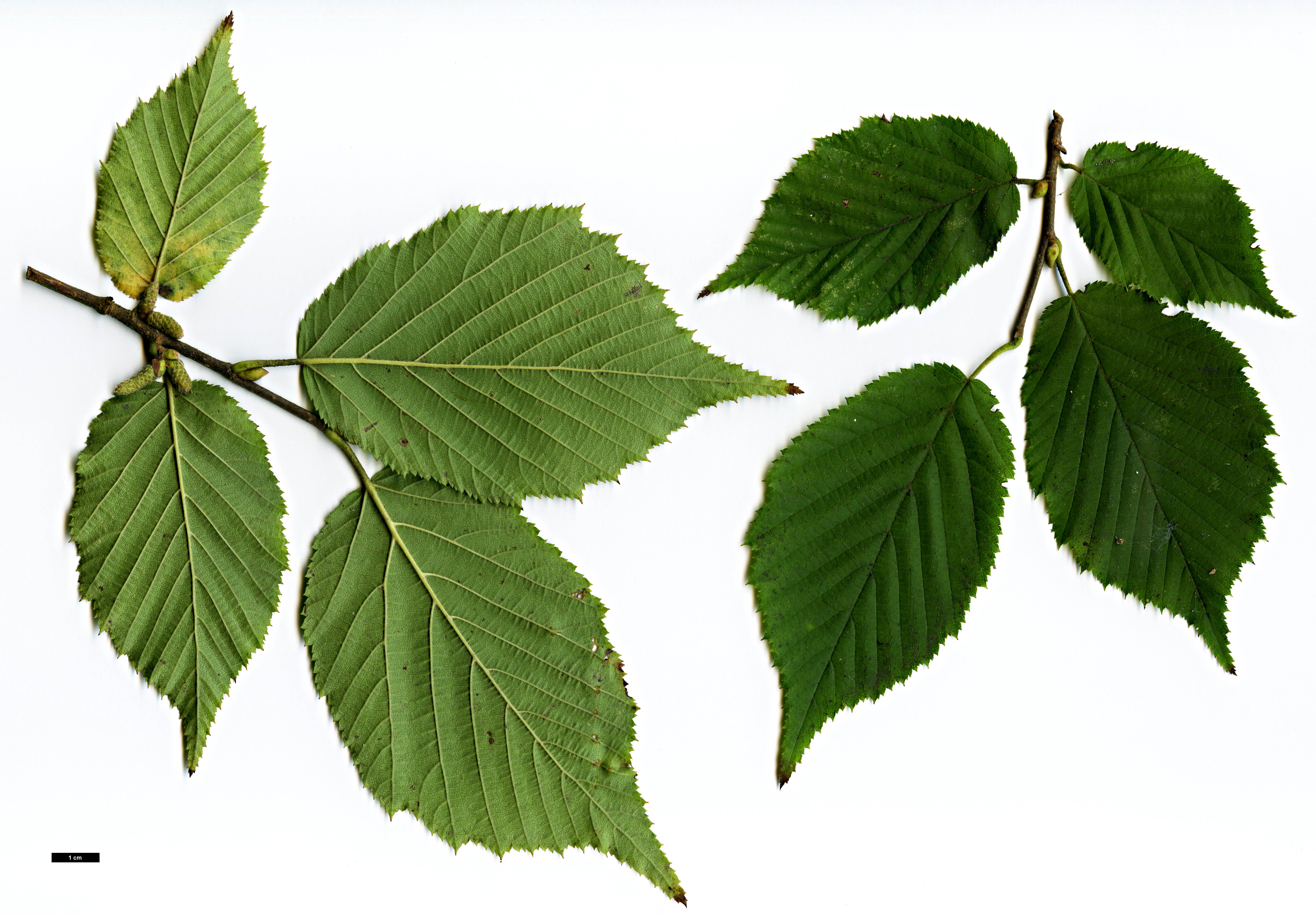 High resolution image: Family: Betulaceae - Genus: Corylus - Taxon: sieboldiana