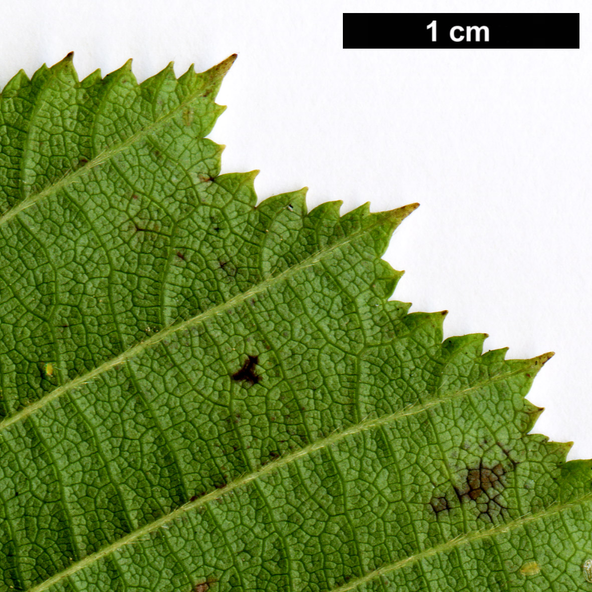 High resolution image: Family: Betulaceae - Genus: Corylus - Taxon: sieboldiana