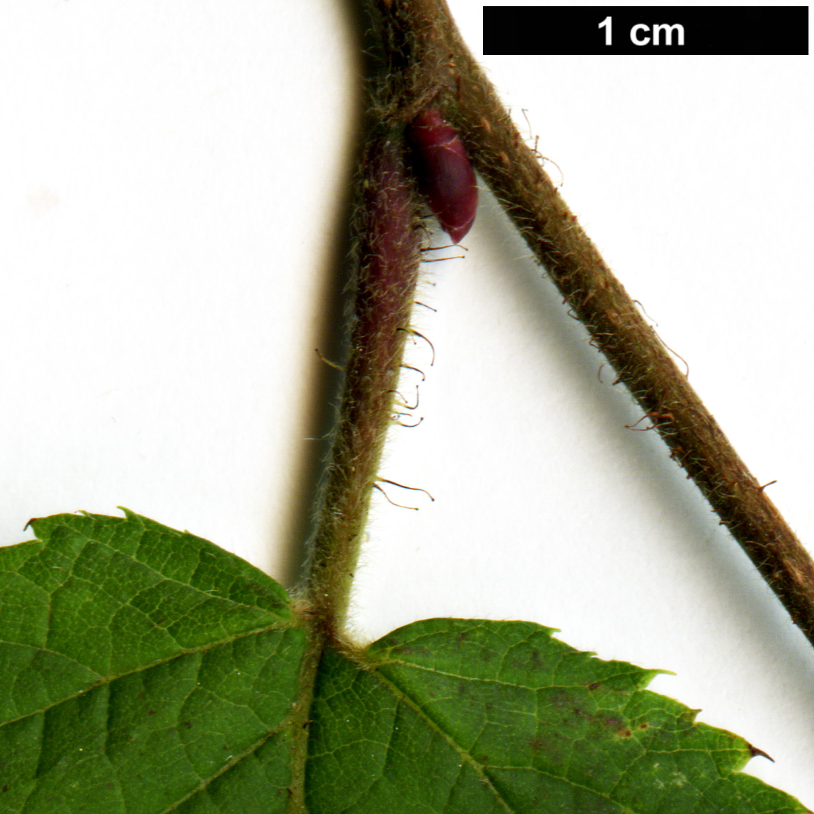 High resolution image: Family: Betulaceae - Genus: Corylus - Taxon: yunnanensis