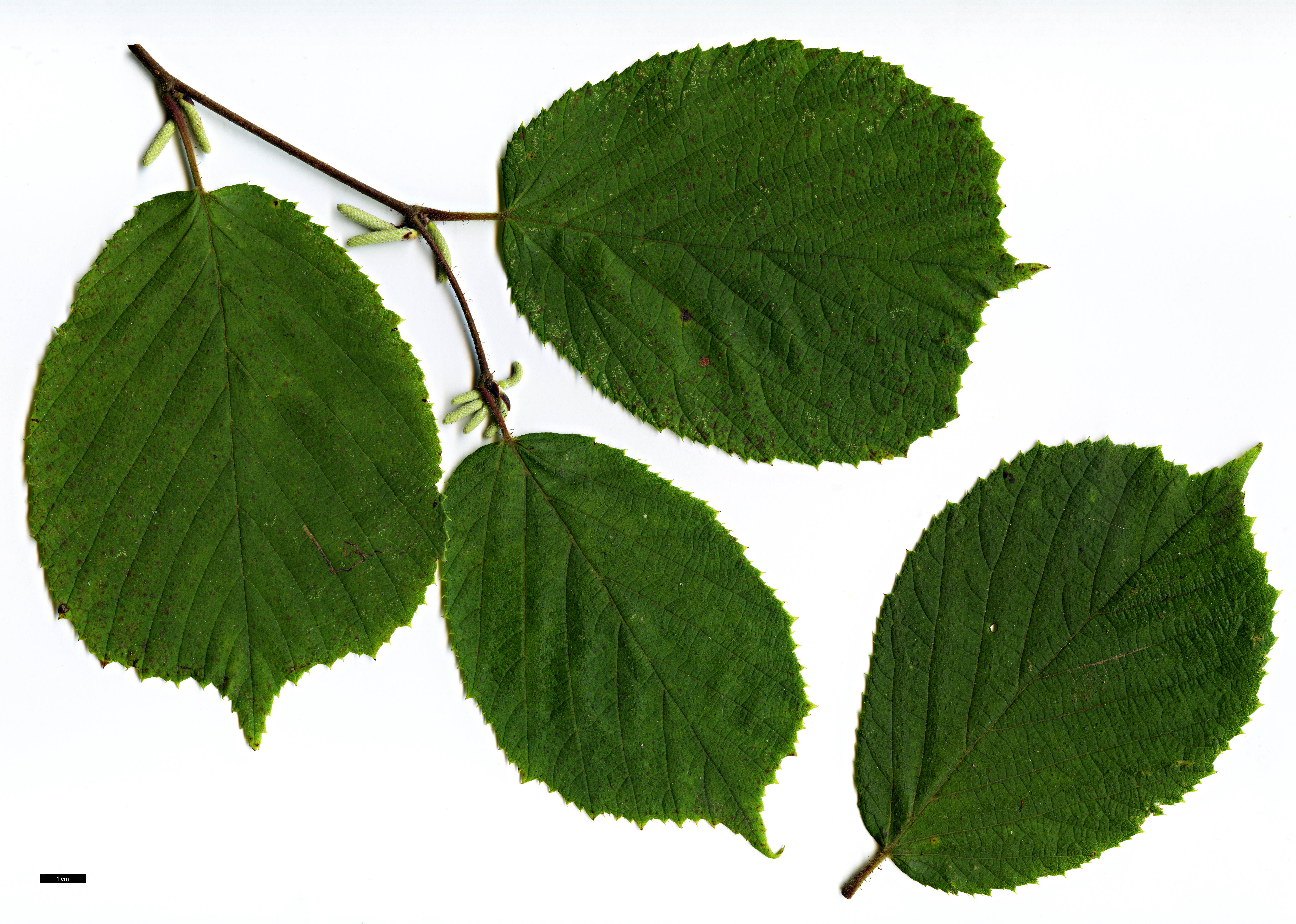 High resolution image: Family: Betulaceae - Genus: Corylus - Taxon: yunnanensis