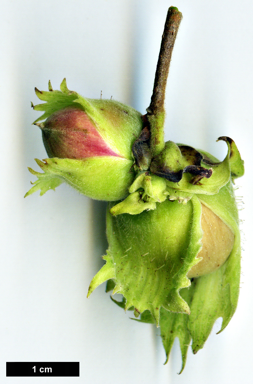 High resolution image: Family: Betulaceae - Genus: Corylus - Taxon: yunnanensis