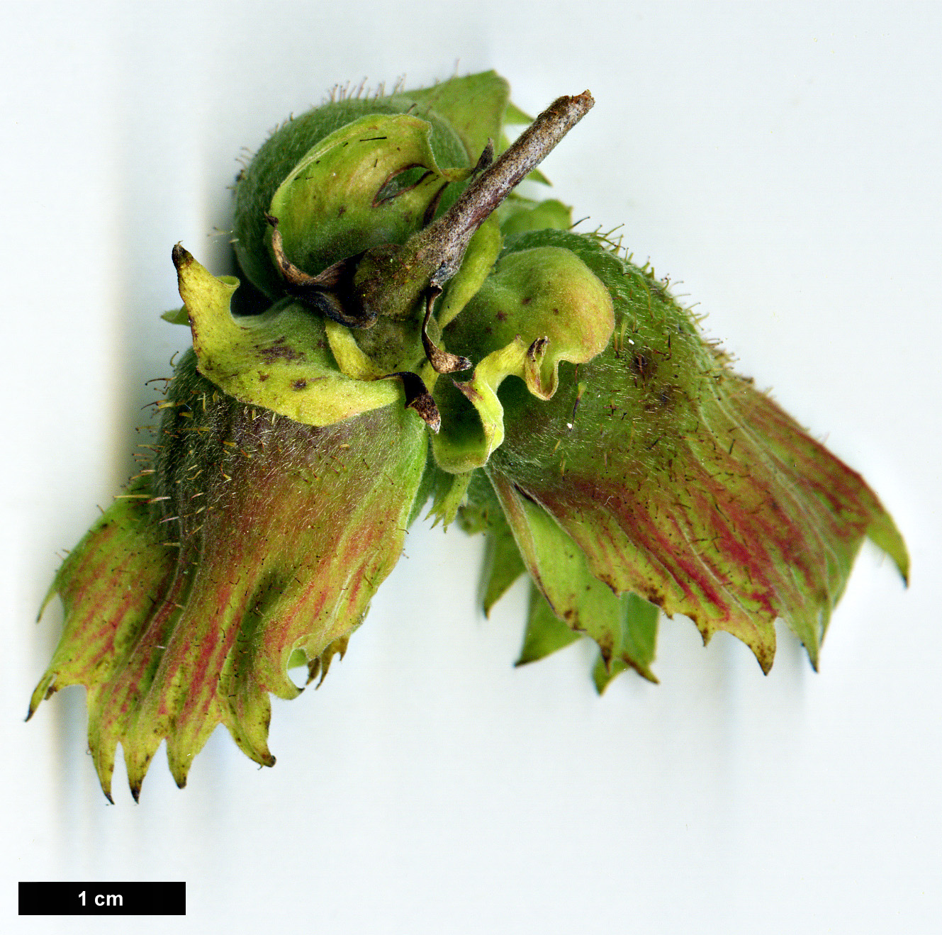 High resolution image: Family: Betulaceae - Genus: Corylus - Taxon: yunnanensis