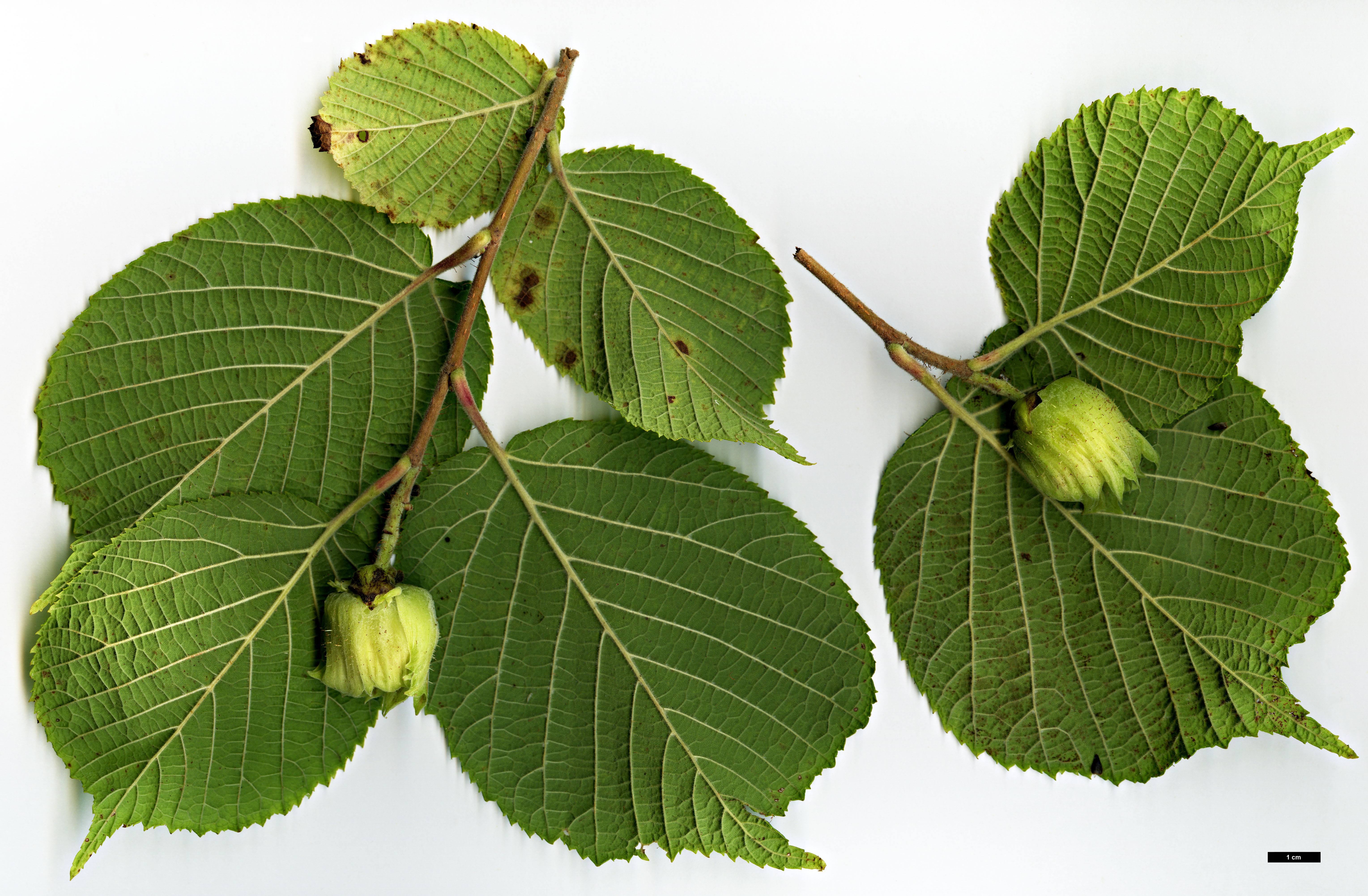 High resolution image: Family: Betulaceae - Genus: Corylus - Taxon: yunnanensis