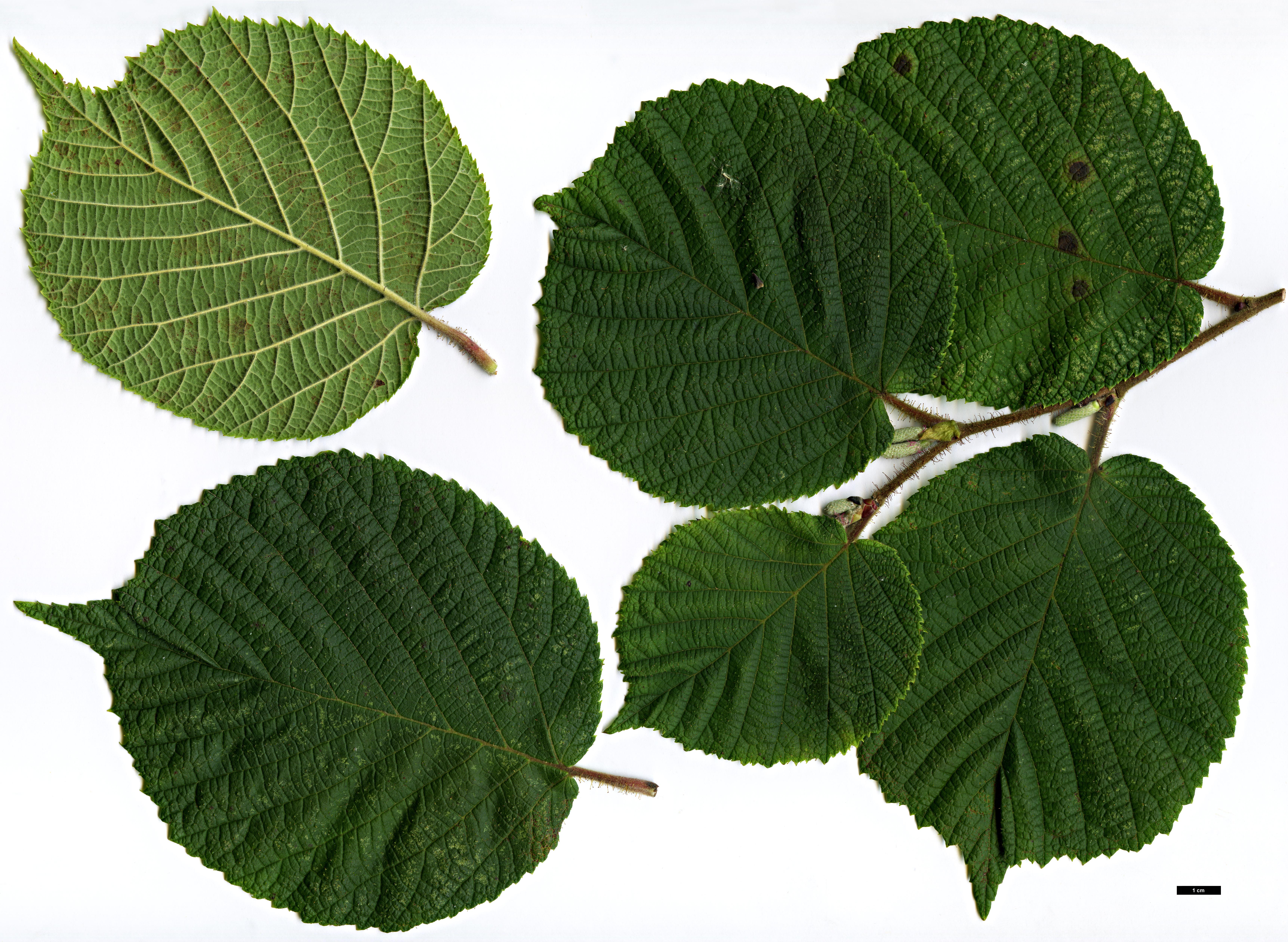 High resolution image: Family: Betulaceae - Genus: Corylus - Taxon: yunnanensis