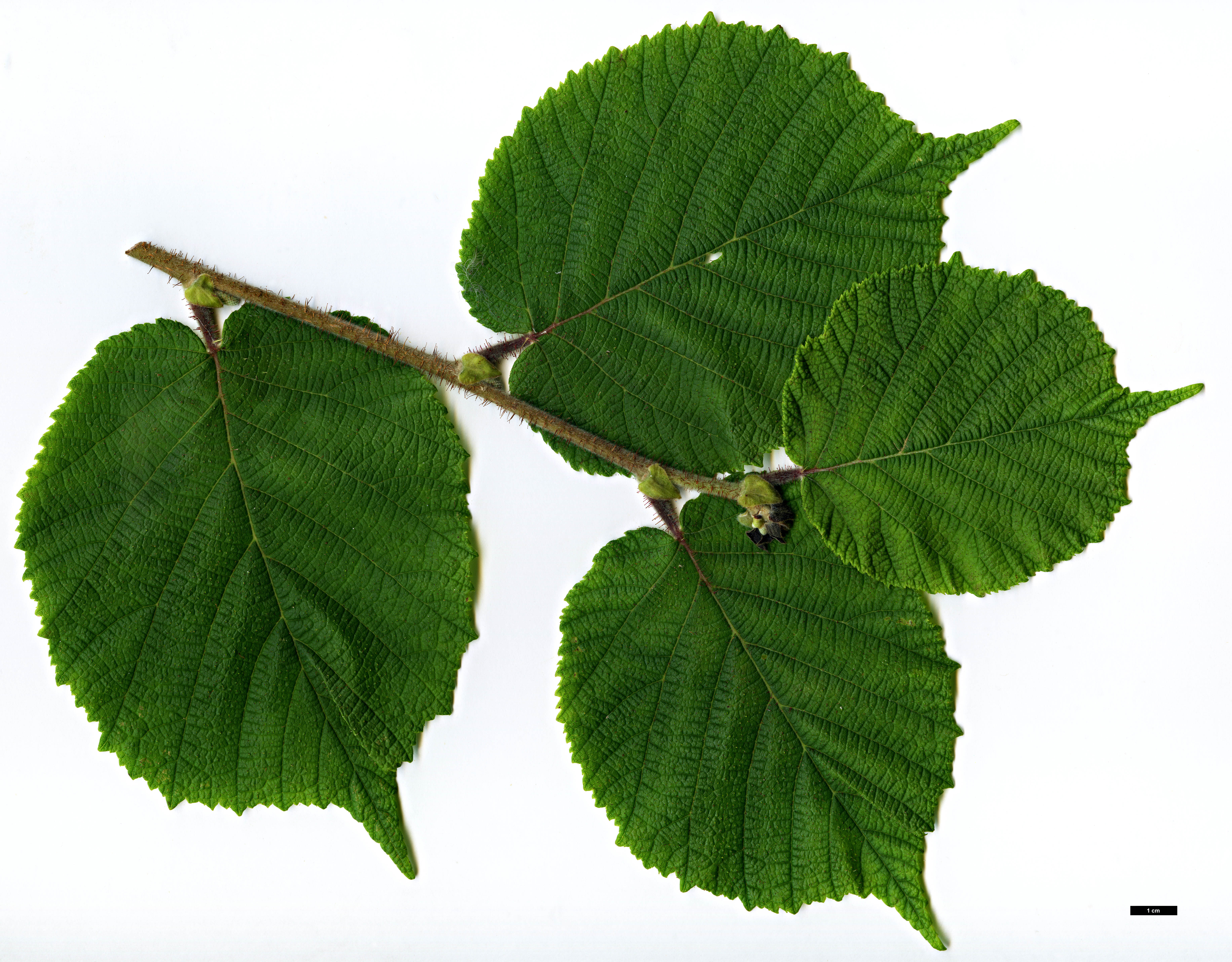 High resolution image: Family: Betulaceae - Genus: Corylus - Taxon: yunnanensis