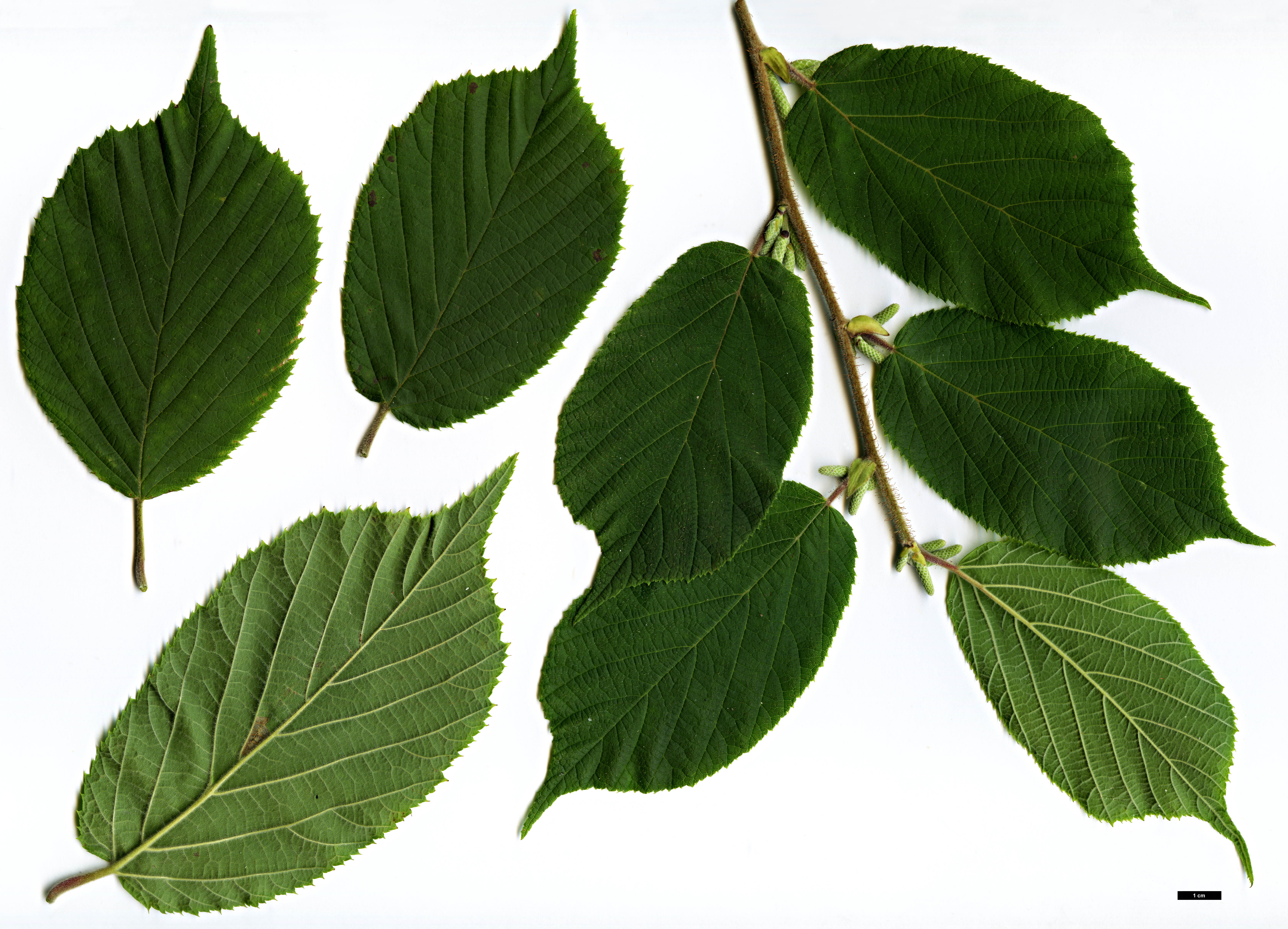 High resolution image: Family: Betulaceae - Genus: Corylus - Taxon: yunnanensis