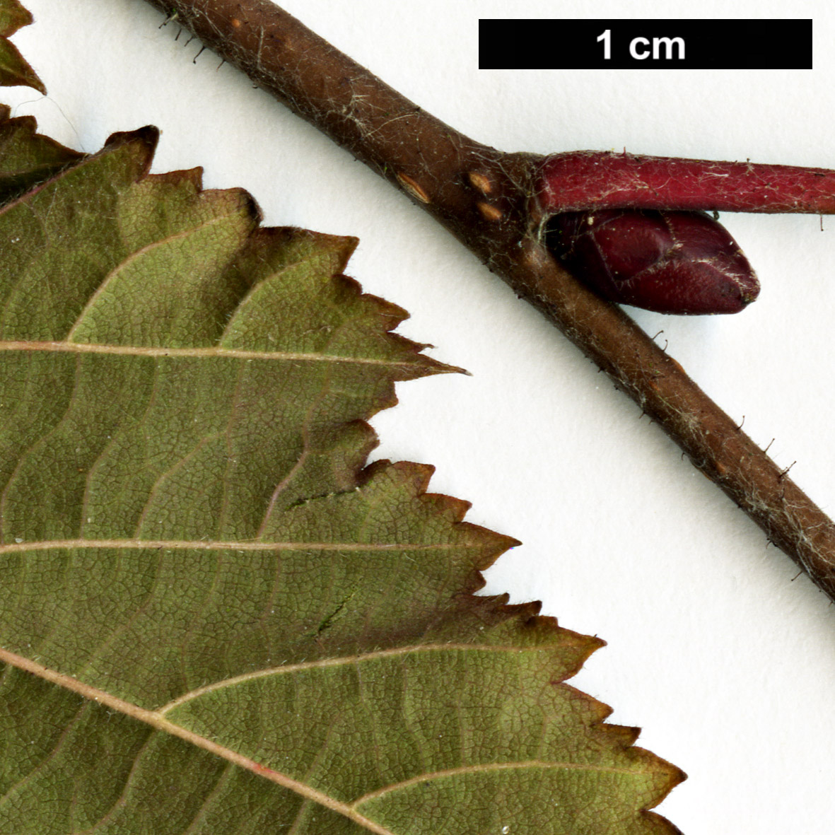 High resolution image: Family: Betulaceae - Genus: Corylus - Taxon: ×colurnoides (C.avellana × C.colurna)