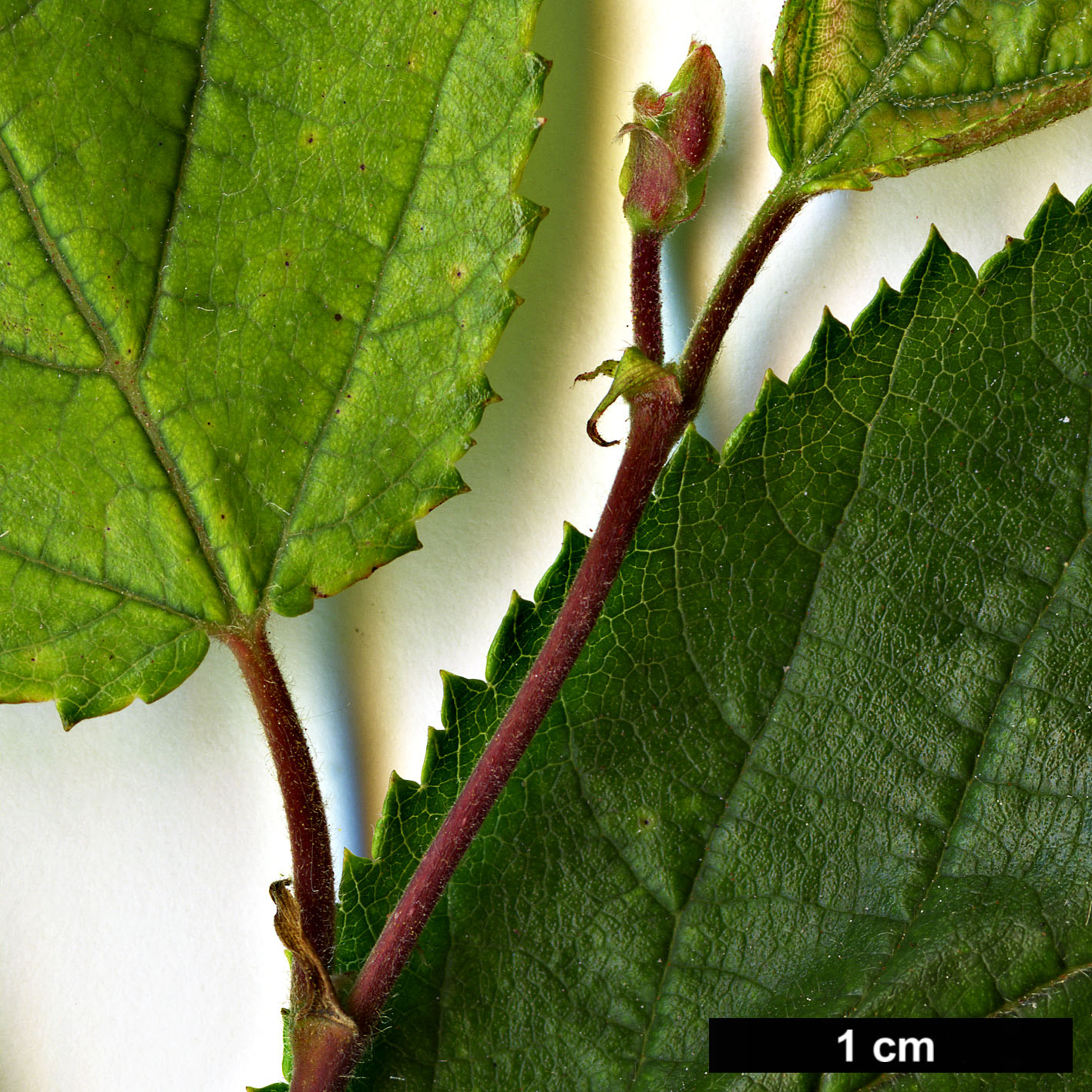 High resolution image: Family: Betulaceae - Genus: Ostryopsis - Taxon: davidiana