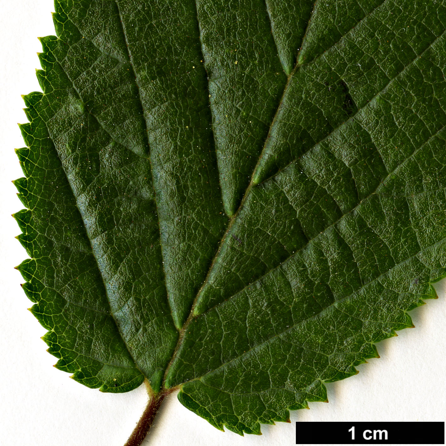High resolution image: Family: Betulaceae - Genus: Ostryopsis - Taxon: davidiana