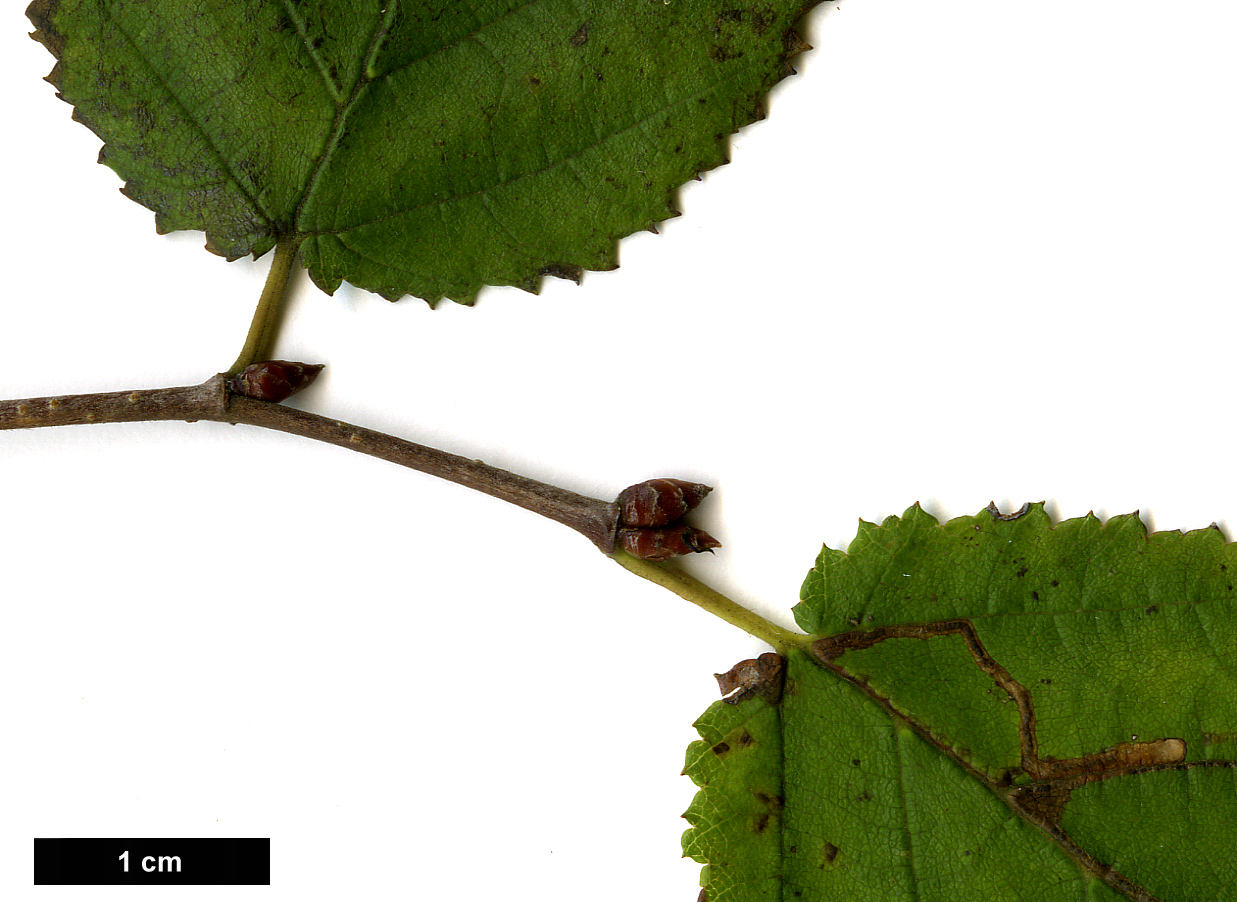 High resolution image: Family: Betulaceae - Genus: Ostryopsis - Taxon: davidiana