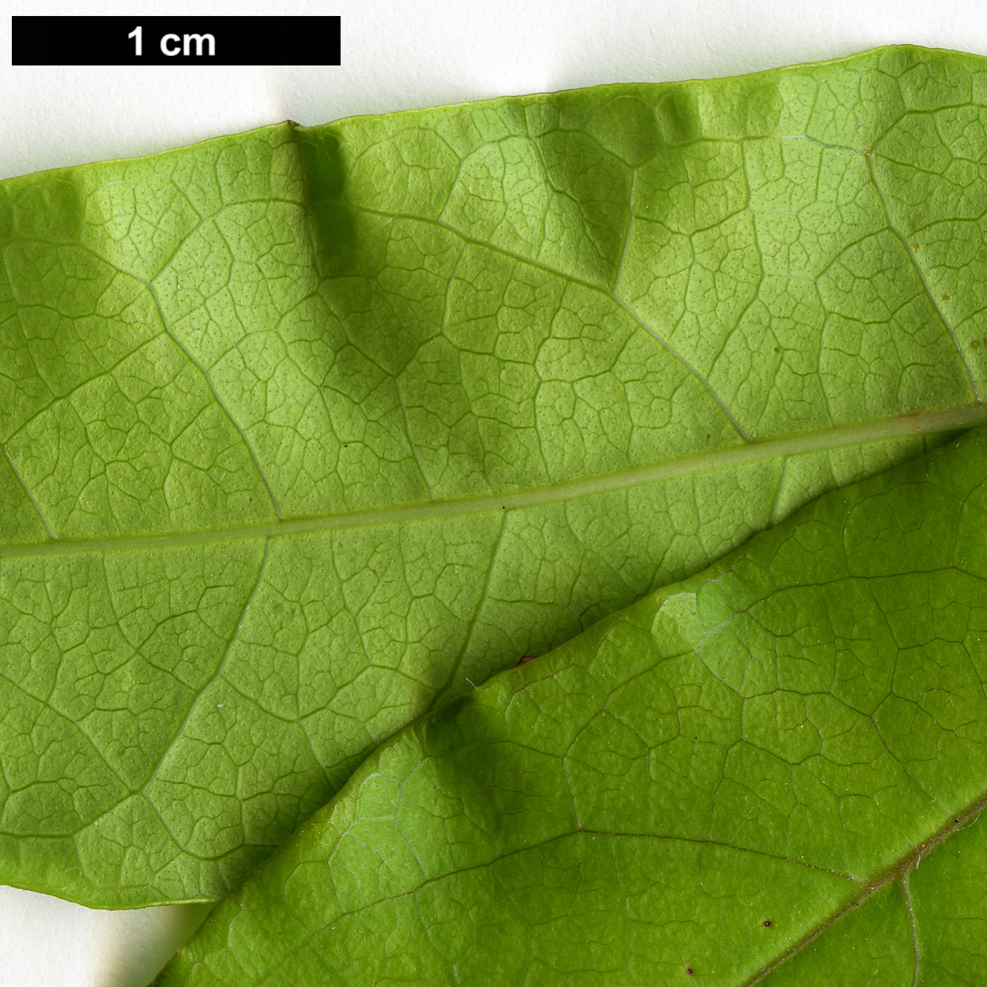 High resolution image: Family: Bignoniaceae - Genus: Bignonia - Taxon: capreolata