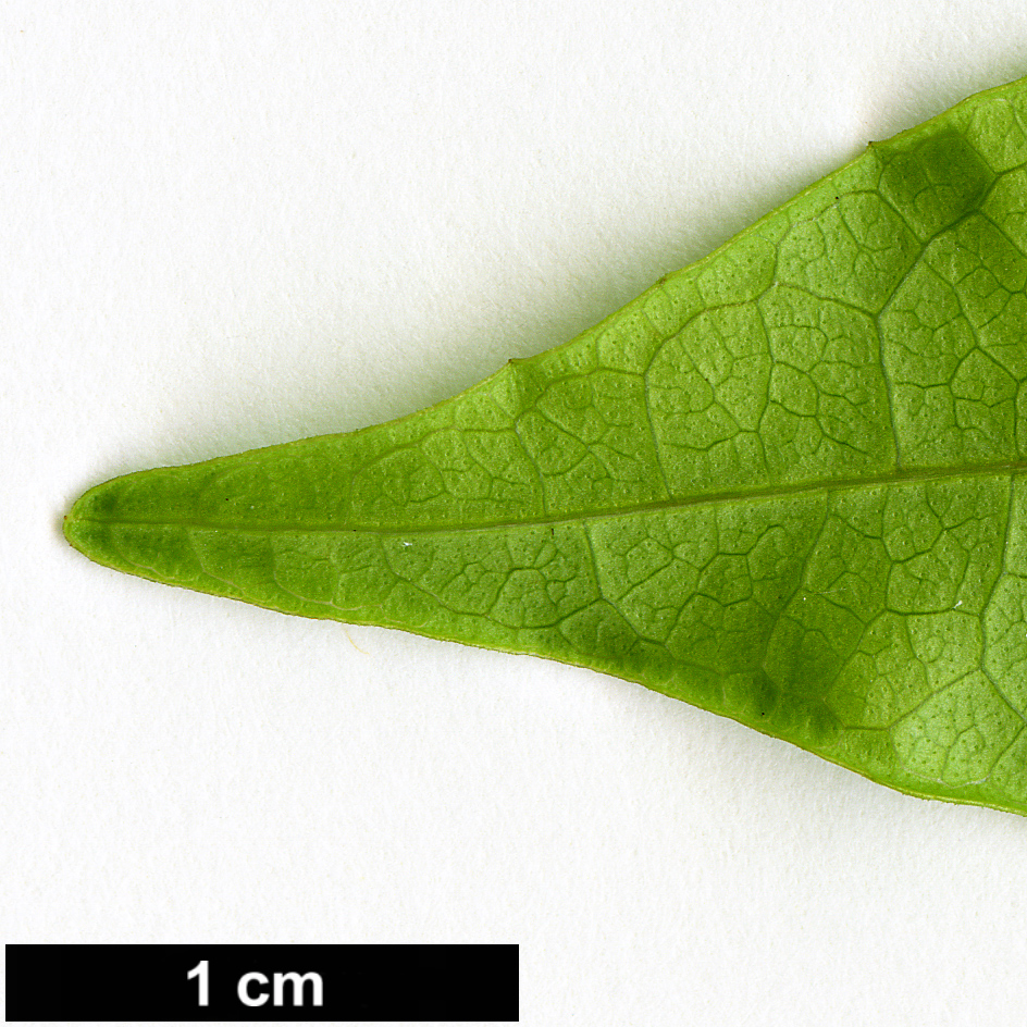 High resolution image: Family: Bignoniaceae - Genus: Bignonia - Taxon: capreolata