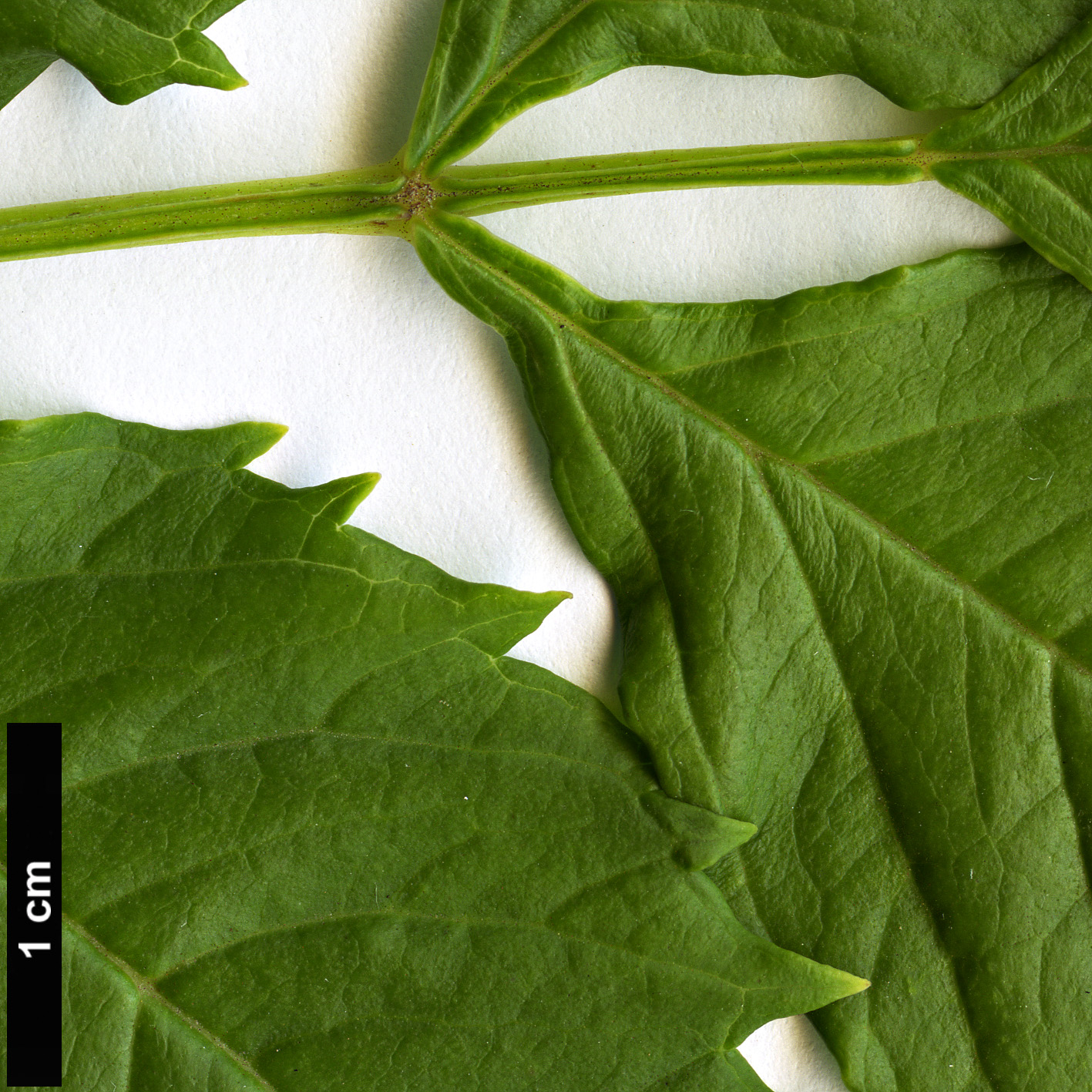 High resolution image: Family: Bignoniaceae - Genus: Campsis - Taxon: grandiflora