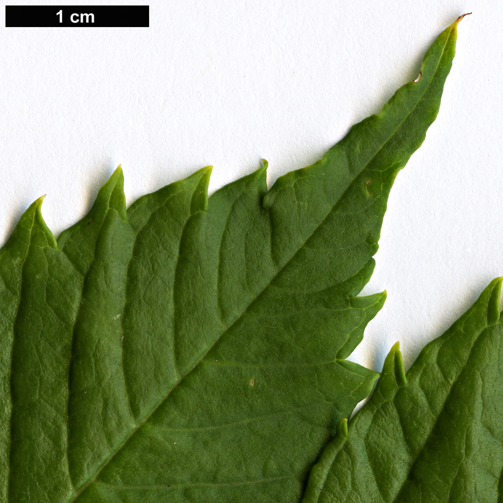 High resolution image: Family: Bignoniaceae - Genus: Campsis - Taxon: grandiflora