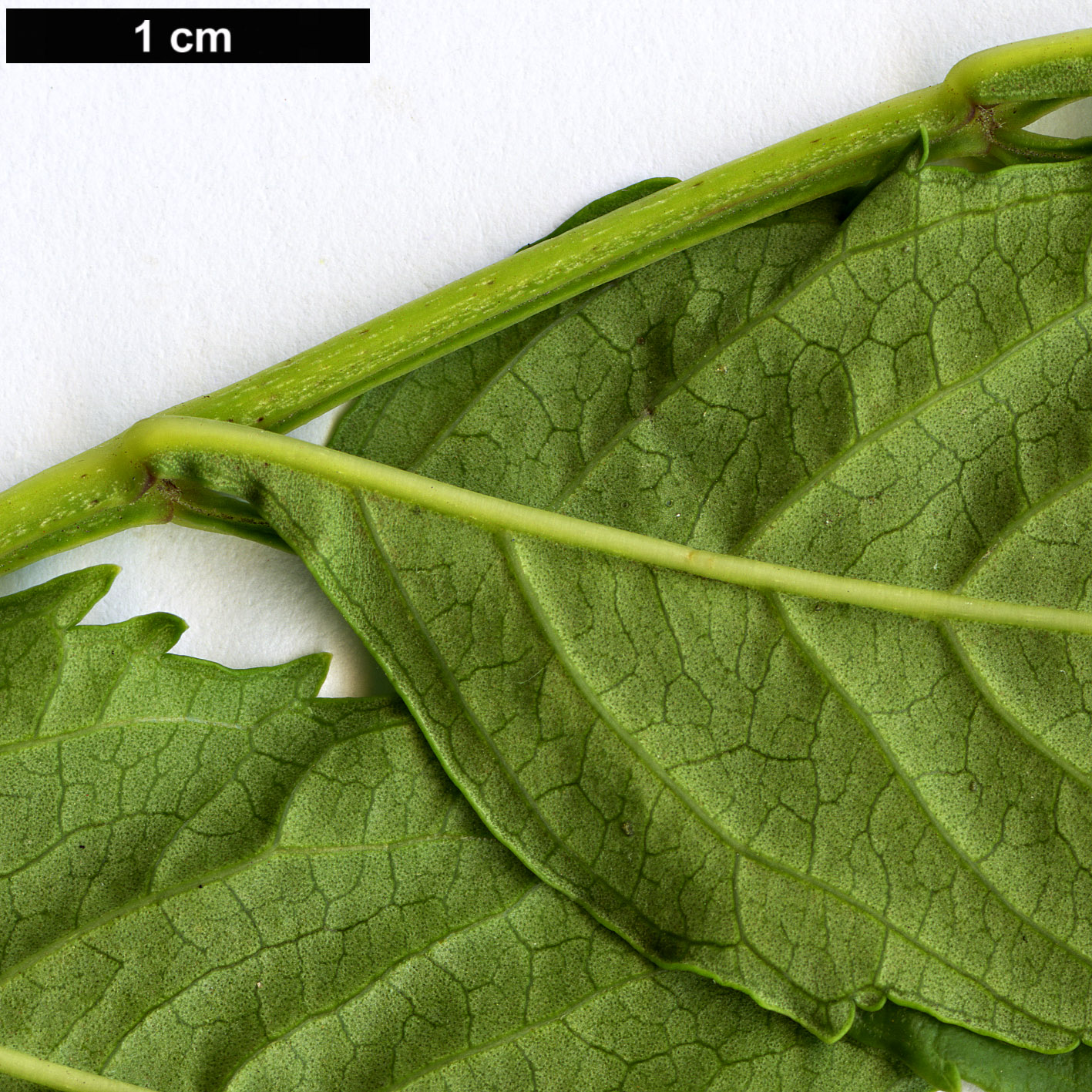 High resolution image: Family: Bignoniaceae - Genus: Campsis - Taxon: grandiflora