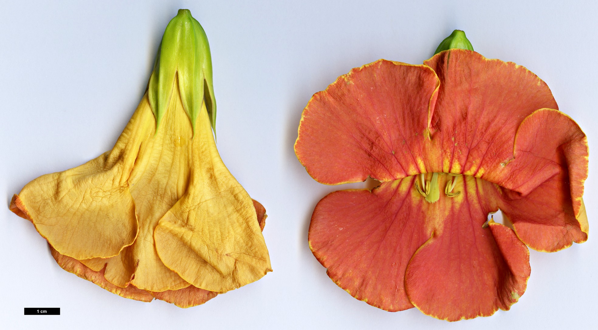 High resolution image: Family: Bignoniaceae - Genus: Campsis - Taxon: grandiflora