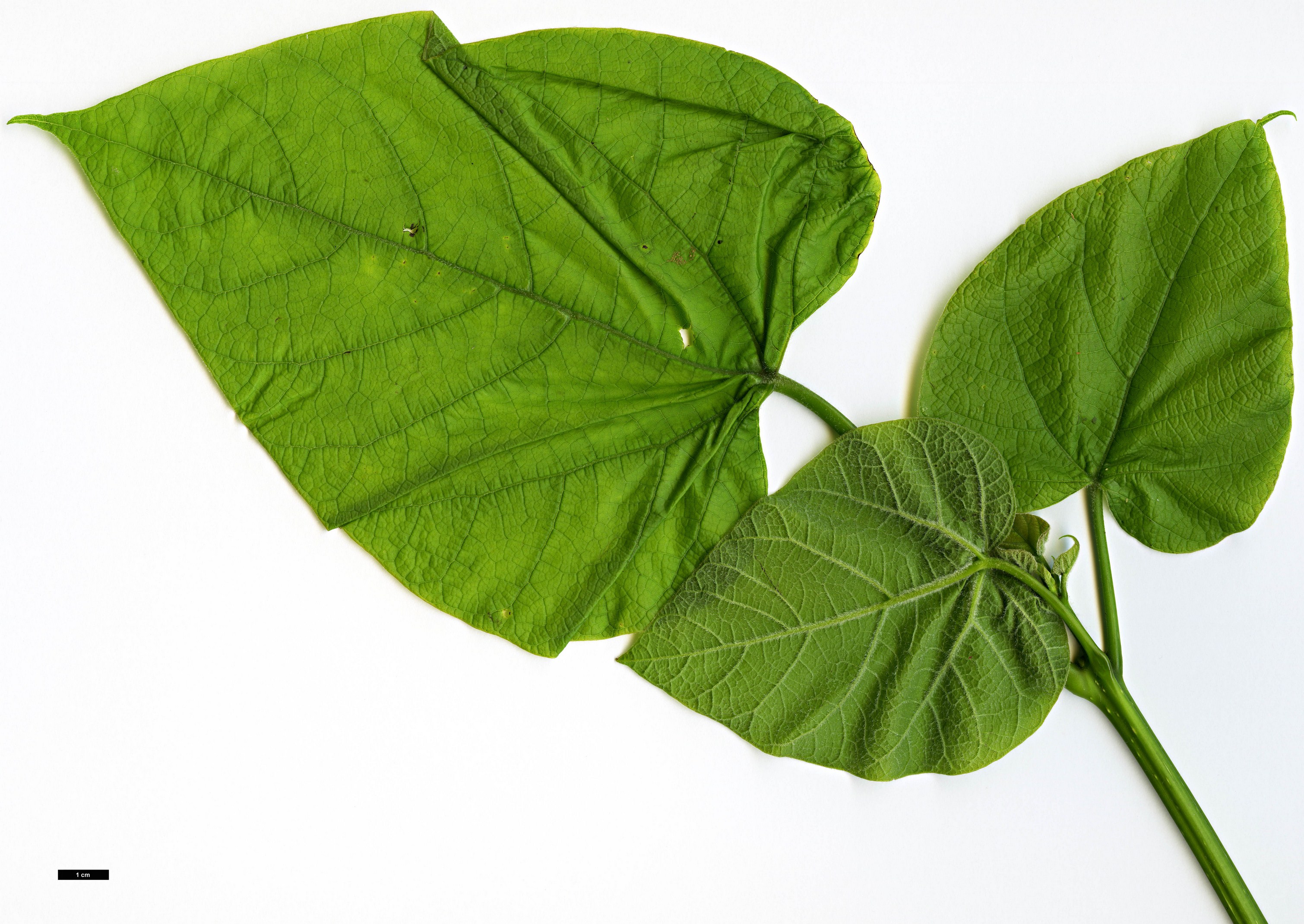 High resolution image: Family: Bignoniaceae - Genus: Catalpa - Taxon: bignonioides