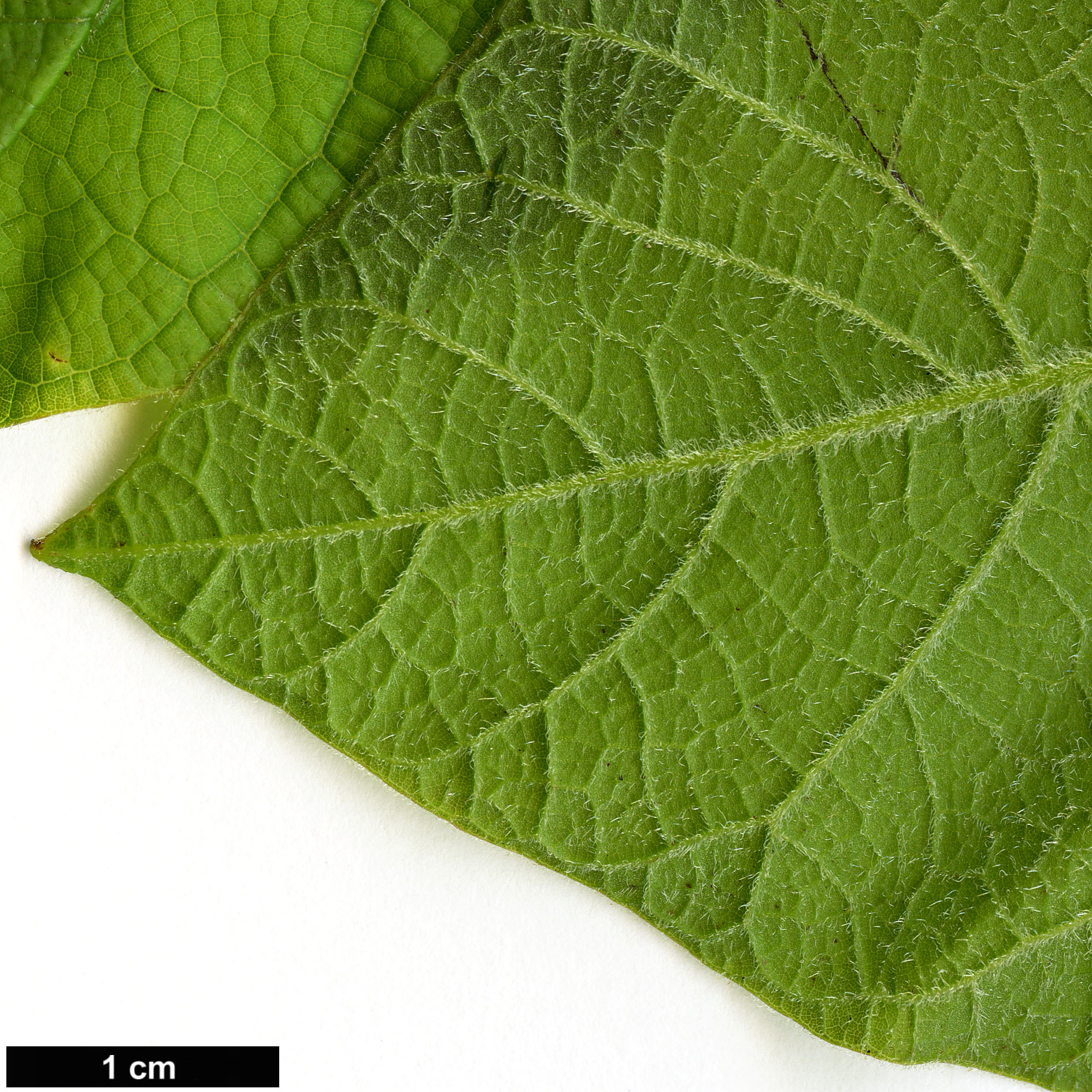 High resolution image: Family: Bignoniaceae - Genus: Catalpa - Taxon: bignonioides