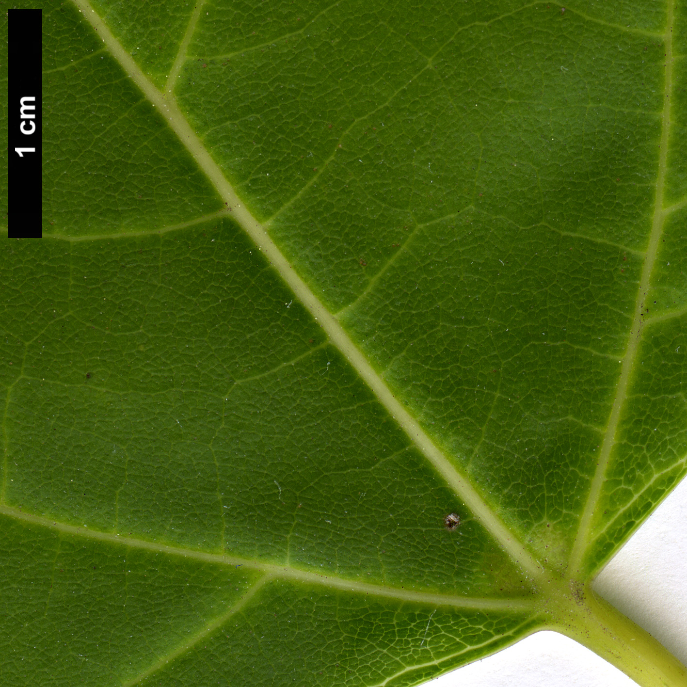 High resolution image: Family: Bignoniaceae - Genus: Catalpa - Taxon: bungei