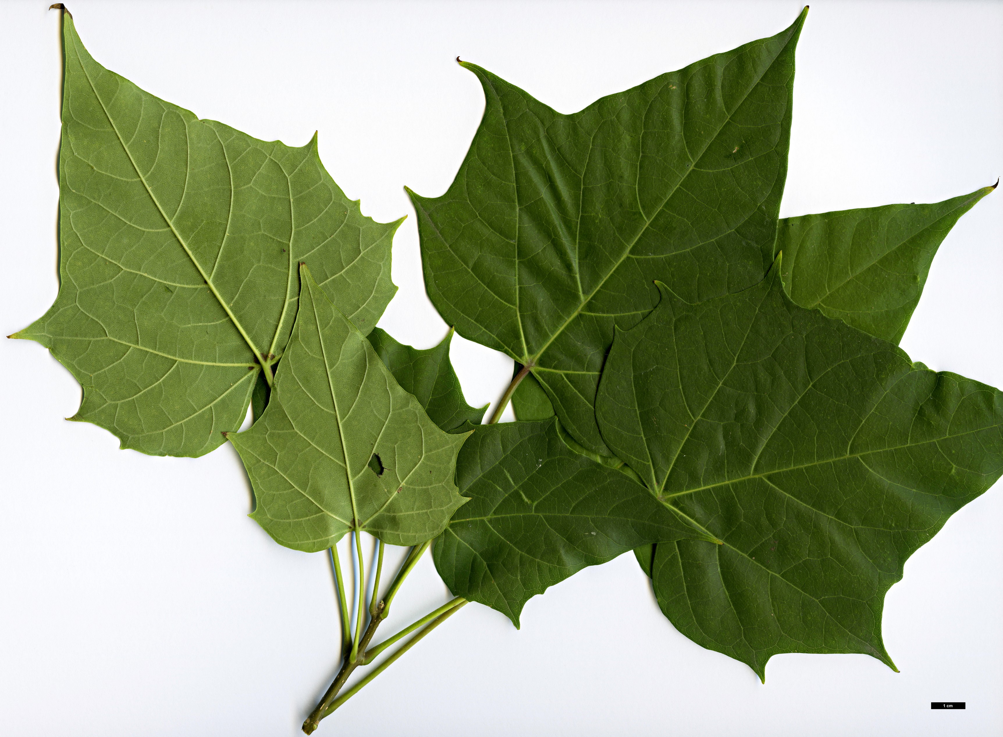 High resolution image: Family: Bignoniaceae - Genus: Catalpa - Taxon: fargesii