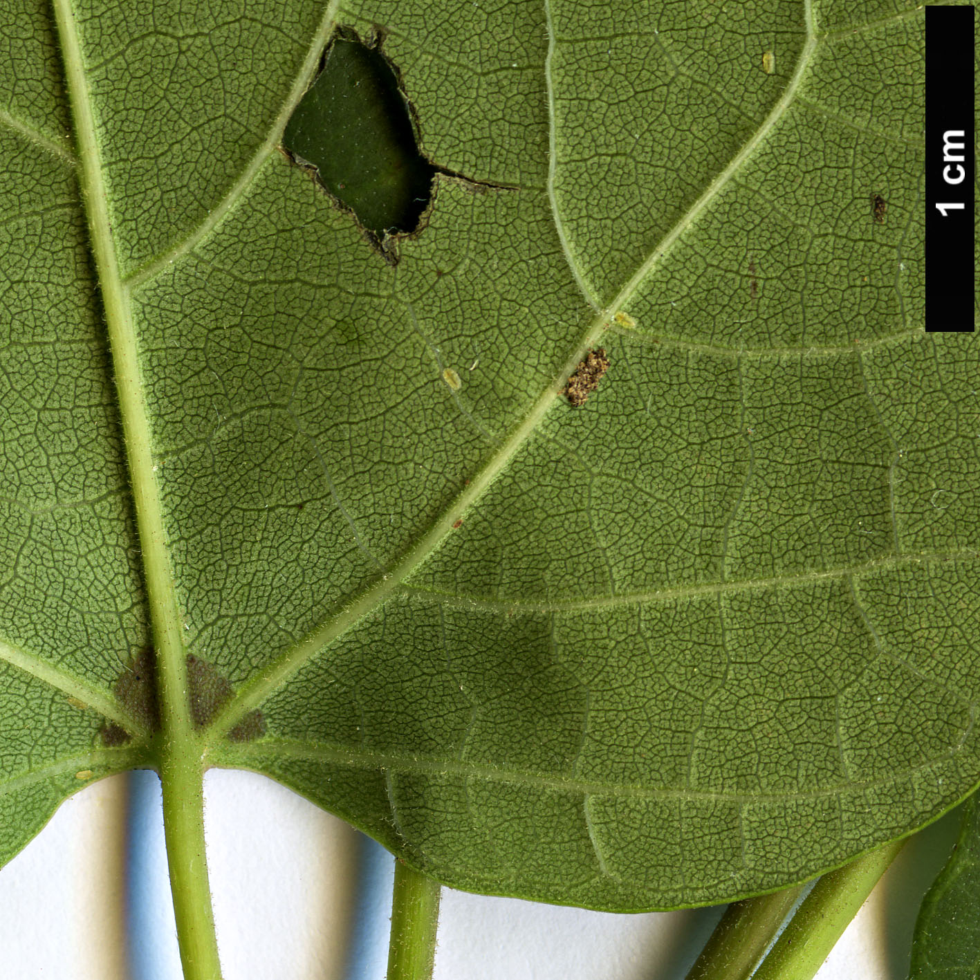 High resolution image: Family: Bignoniaceae - Genus: Catalpa - Taxon: fargesii