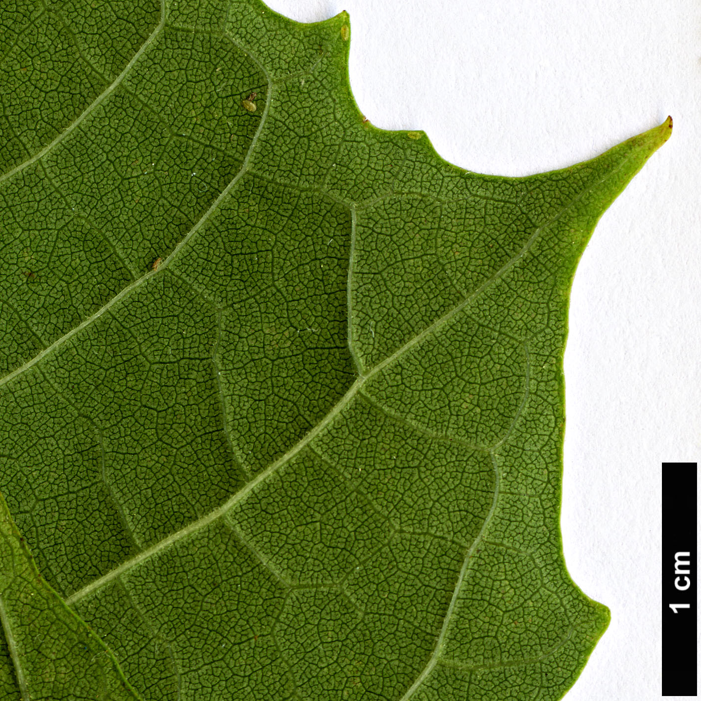 High resolution image: Family: Bignoniaceae - Genus: Catalpa - Taxon: fargesii