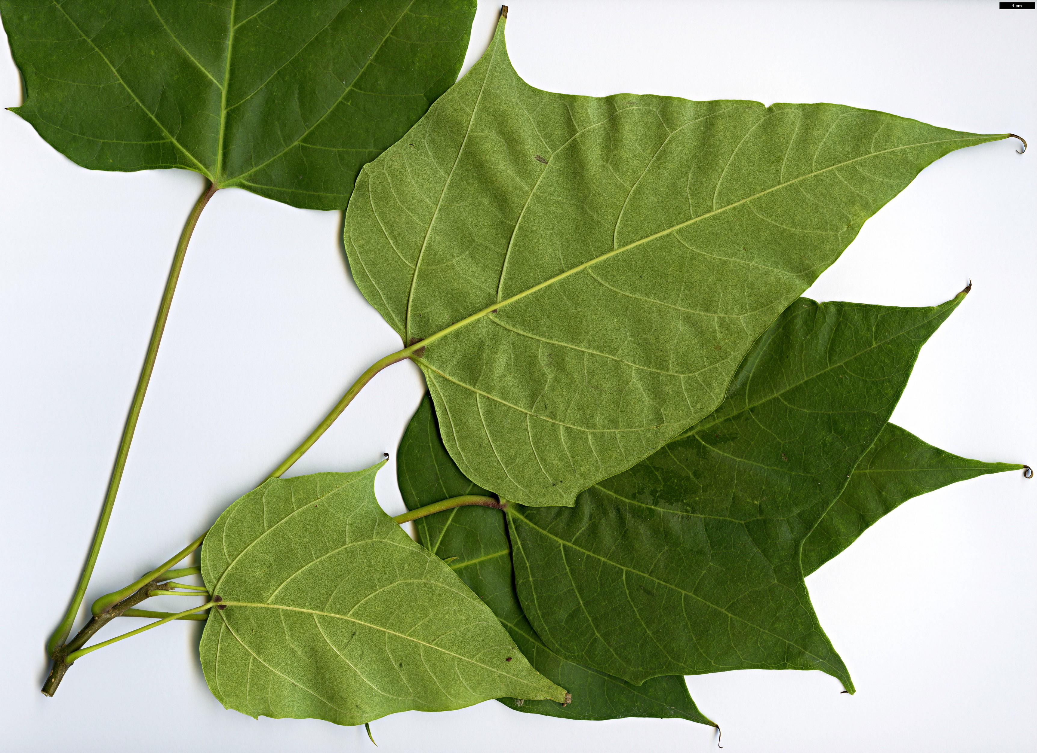 High resolution image: Family: Bignoniaceae - Genus: Catalpa - Taxon: fargesii