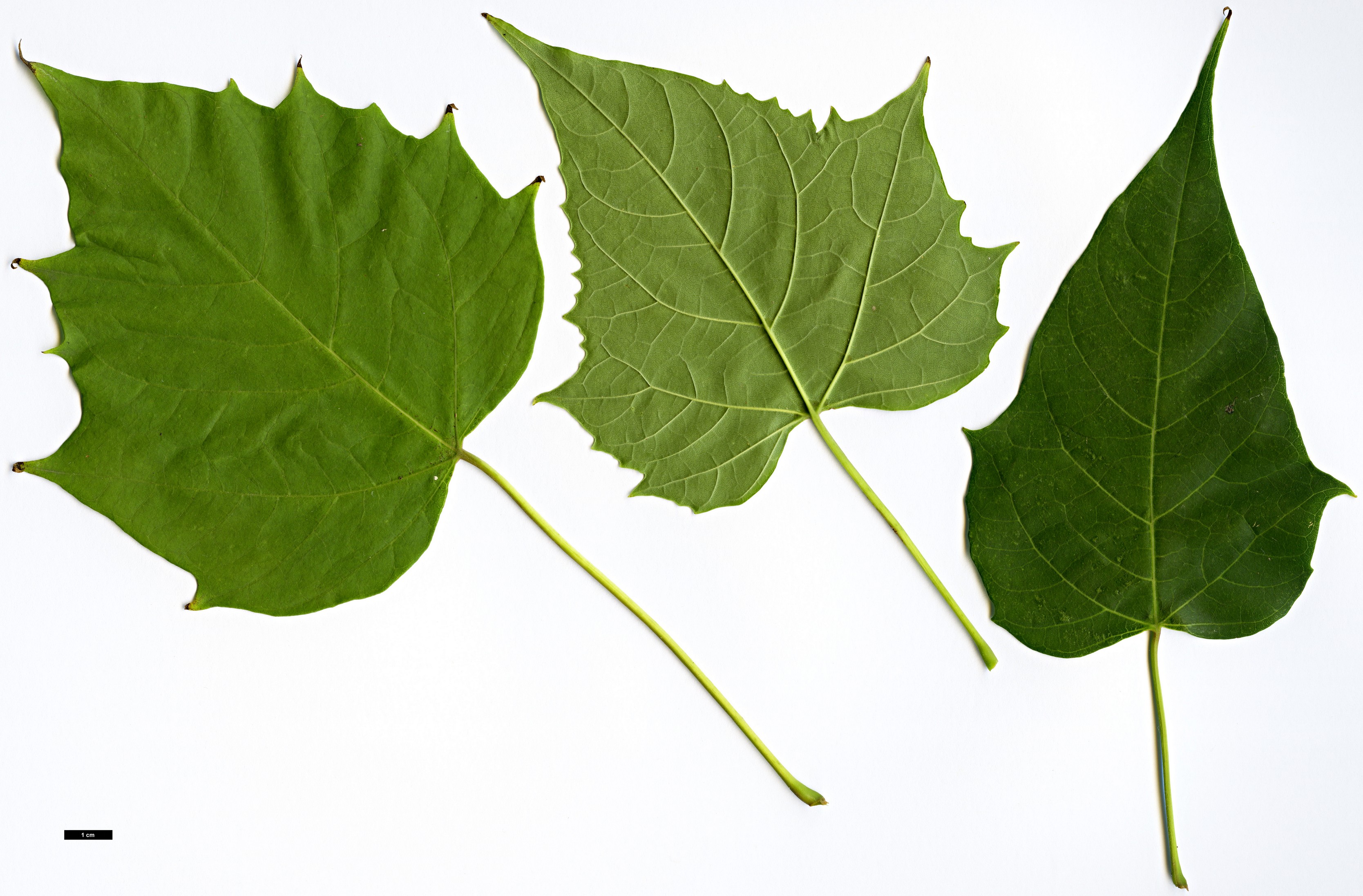 High resolution image: Family: Bignoniaceae - Genus: Catalpa - Taxon: fargesii