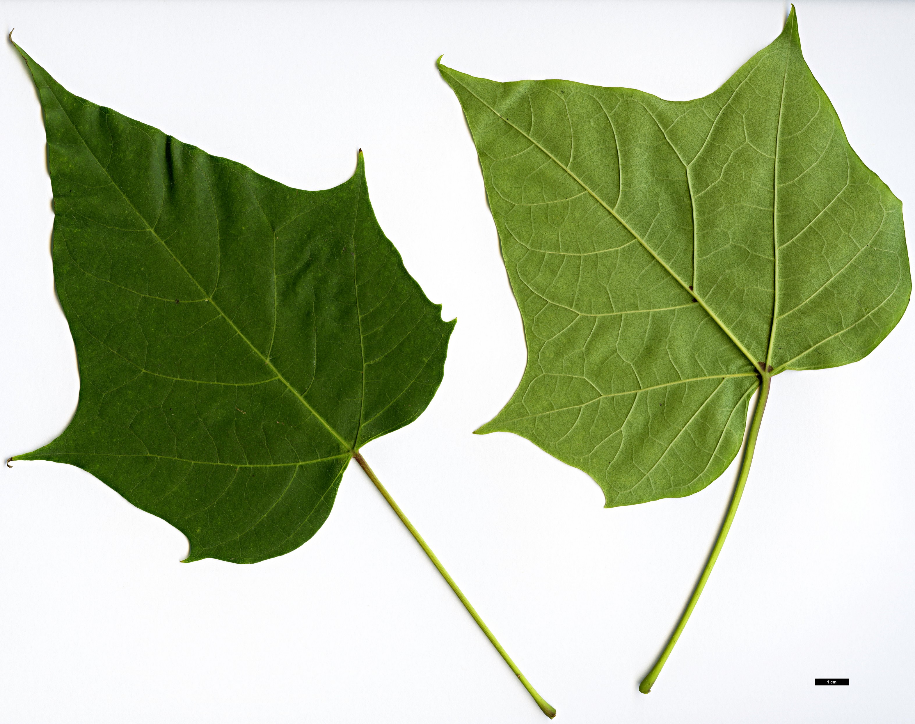 High resolution image: Family: Bignoniaceae - Genus: Catalpa - Taxon: fargesii