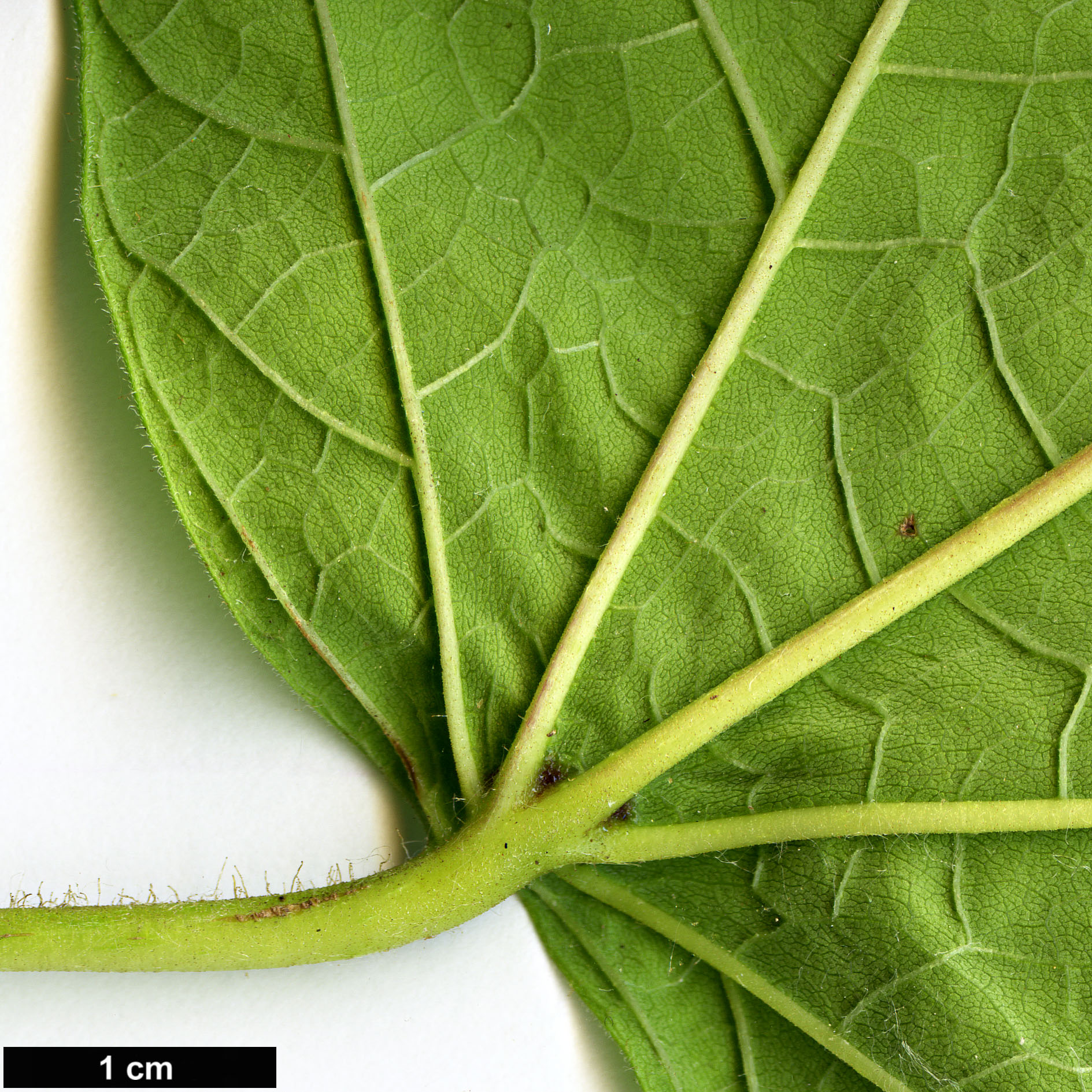 High resolution image: Family: Bignoniaceae - Genus: Catalpa - Taxon: ovata