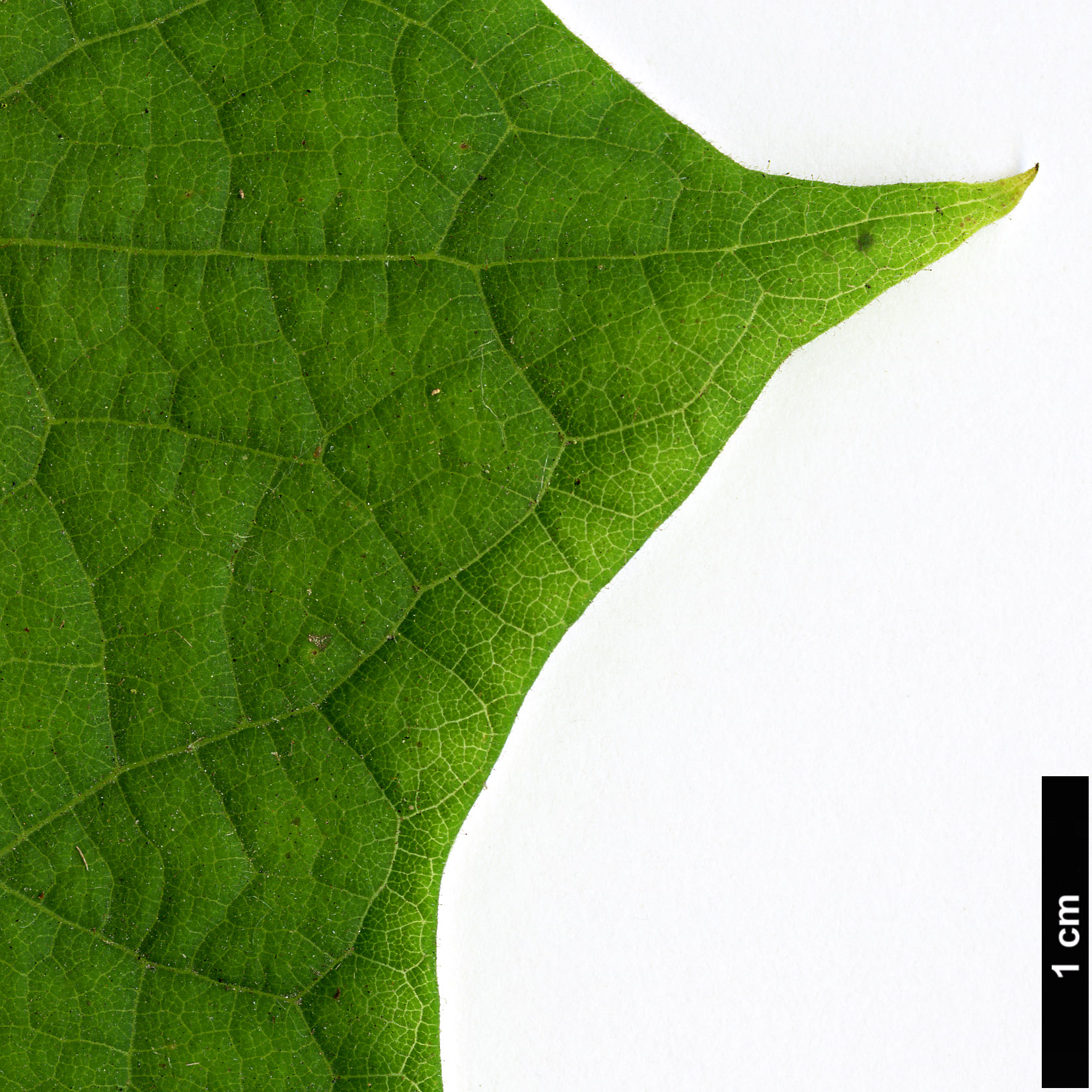 High resolution image: Family: Bignoniaceae - Genus: Catalpa - Taxon: ovata