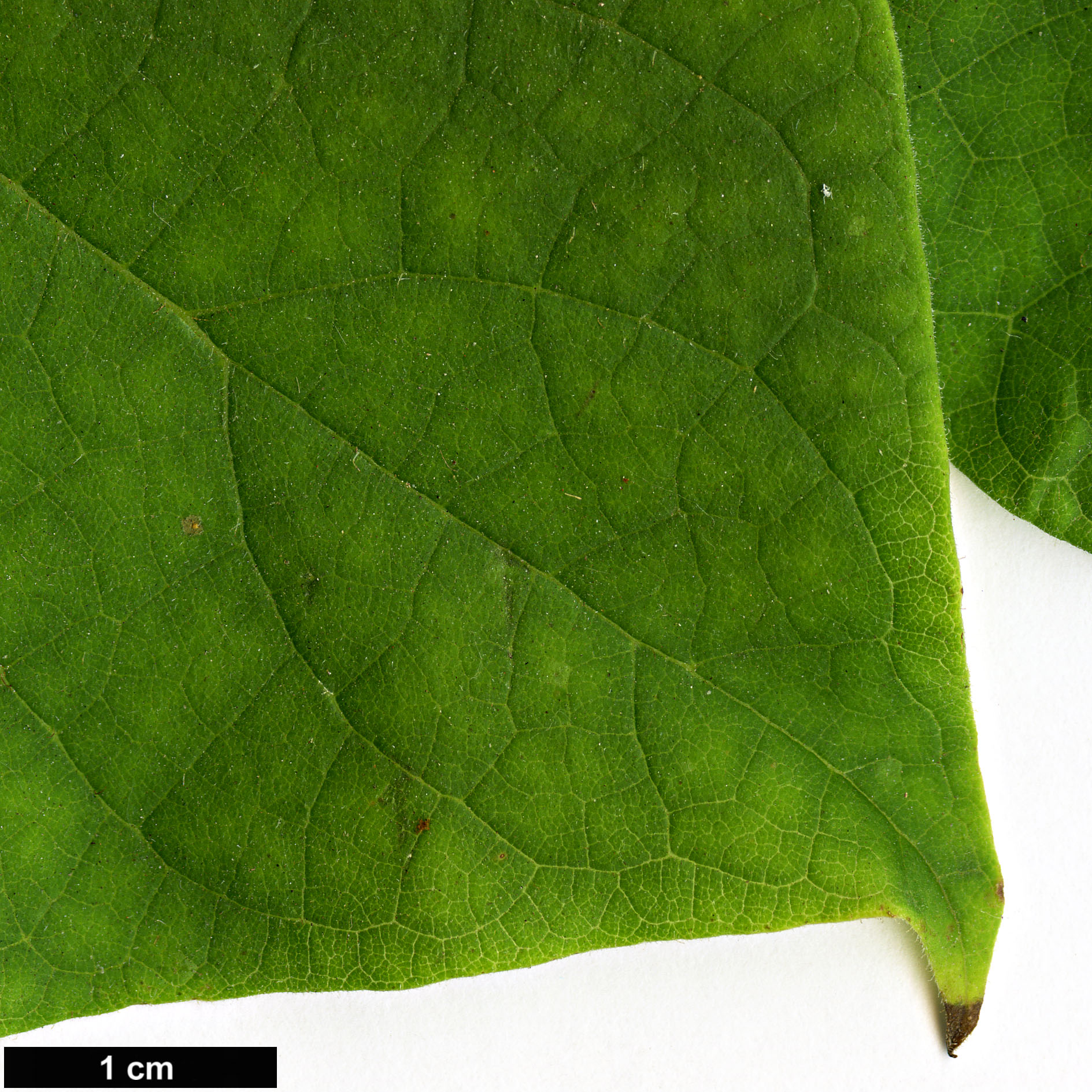 High resolution image: Family: Bignoniaceae - Genus: Catalpa - Taxon: ovata