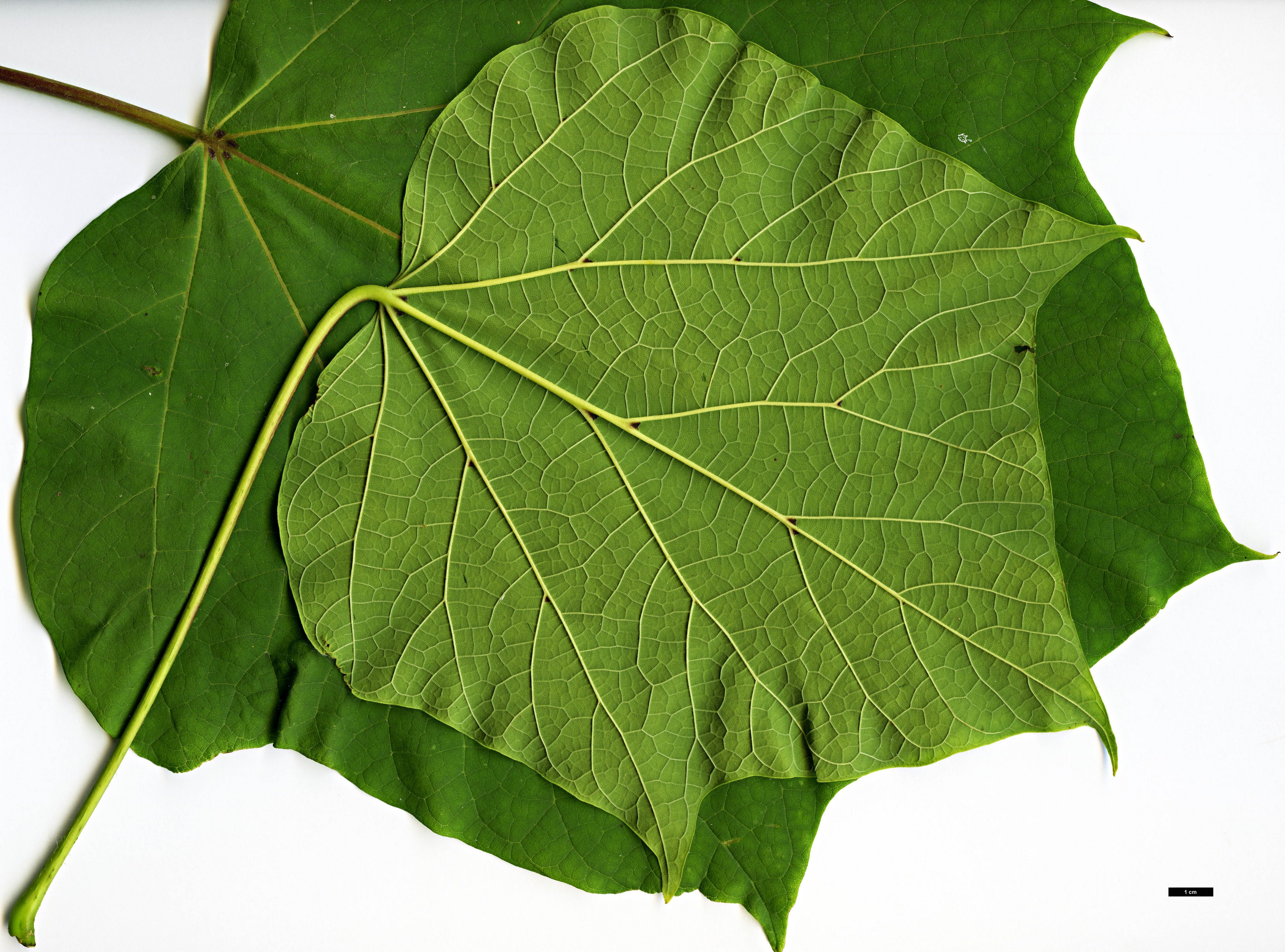 High resolution image: Family: Bignoniaceae - Genus: Catalpa - Taxon: ovata