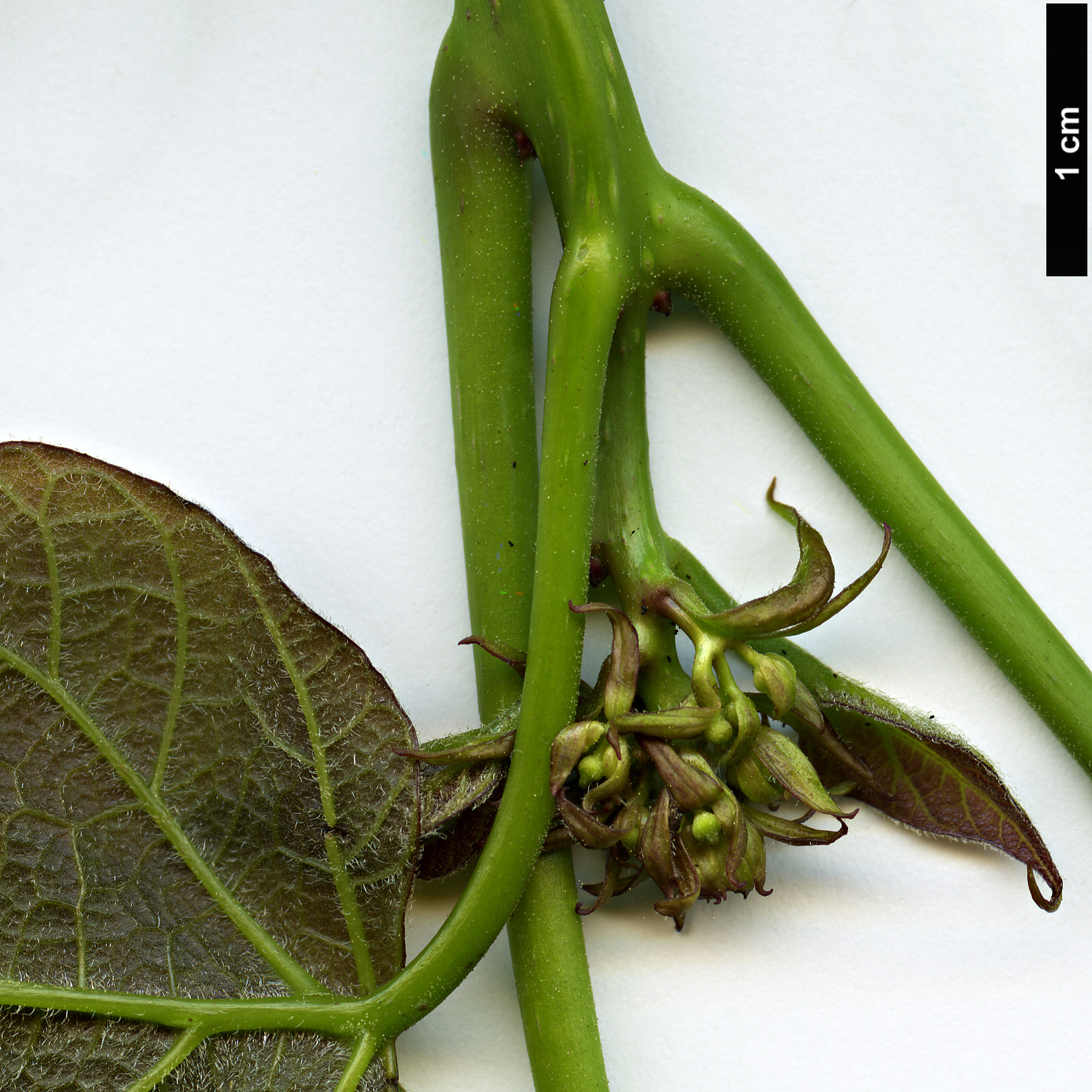 High resolution image: Family: Bignoniaceae - Genus: Catalpa - Taxon: speciosa